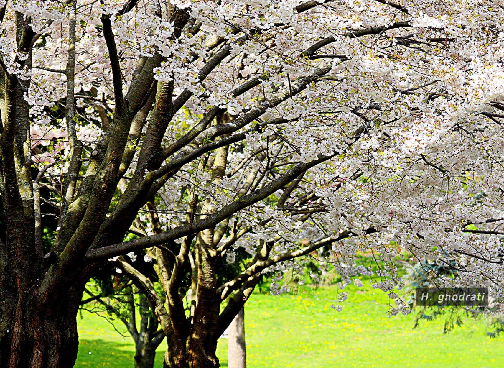 شکوفه آی شکوفه