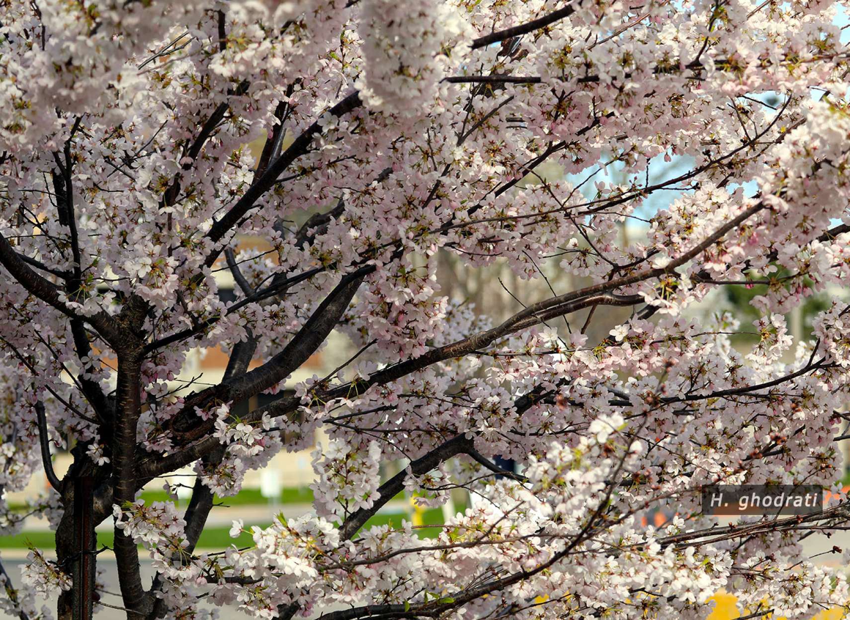 شکوفه‌ها می‌آیند