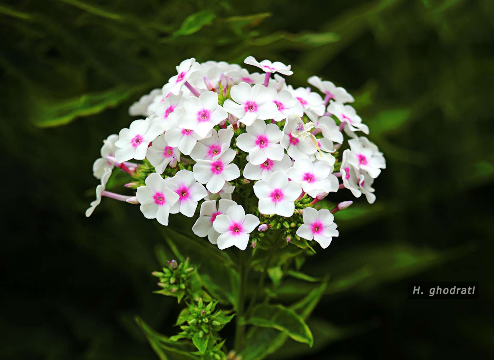 دسته گل سفید