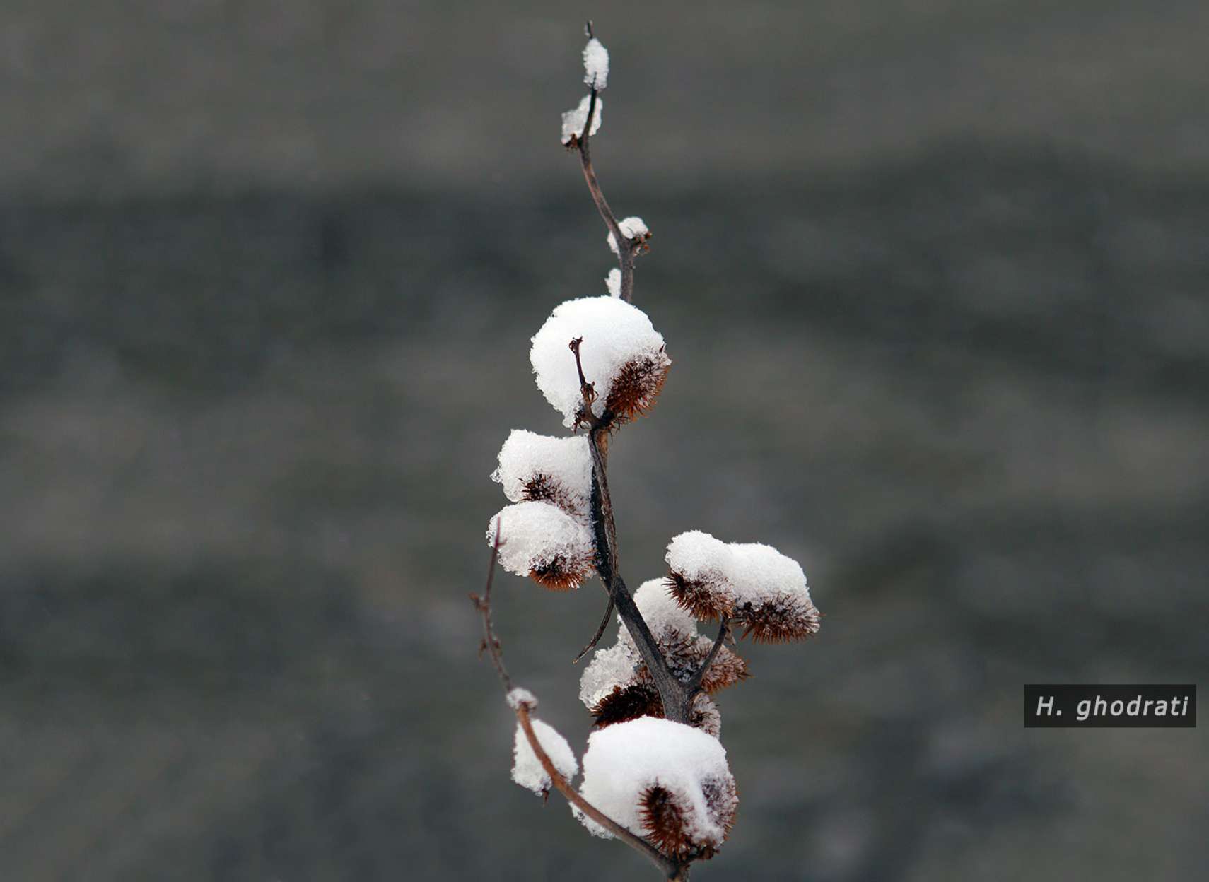 برخیز از زمستان