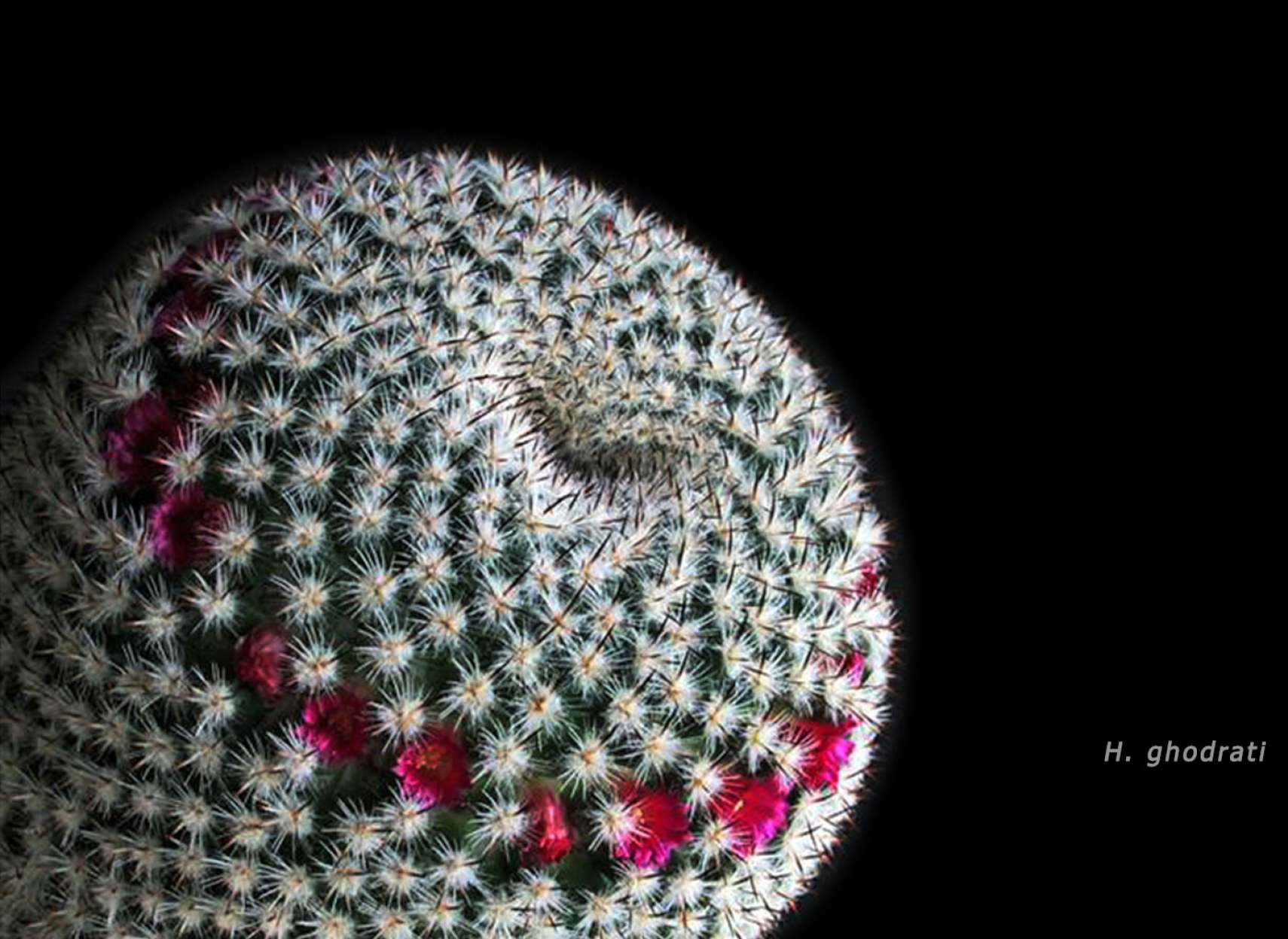 کاکتوس یا میکروفن