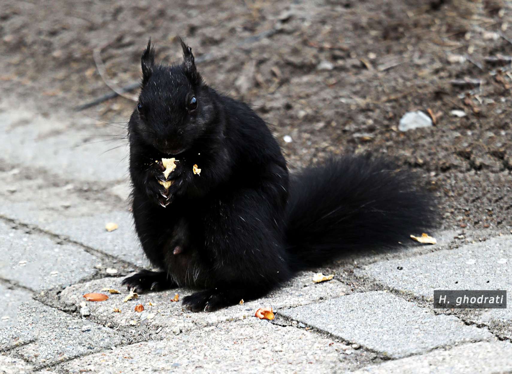 دو دستی و دو لپی