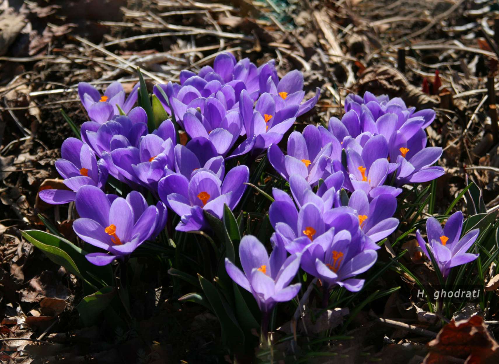 آمدن گل بهاری