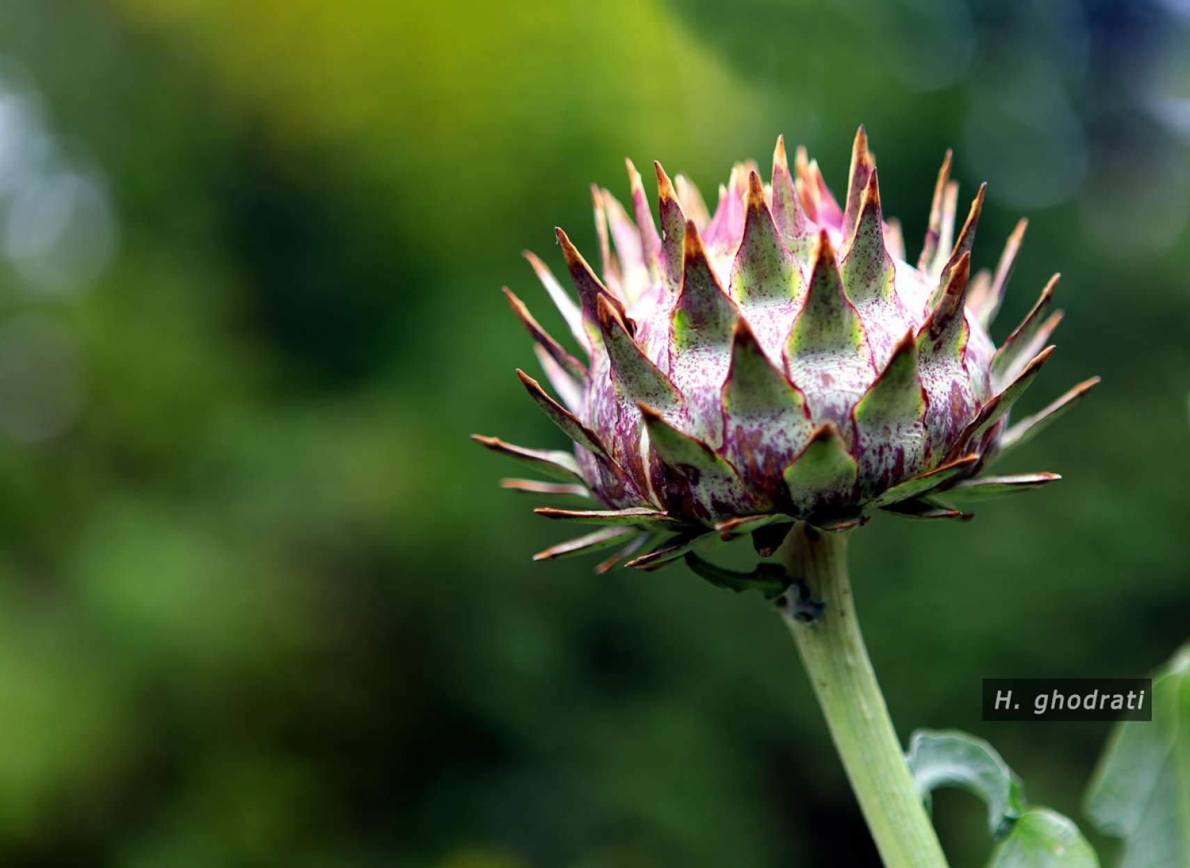 گُل تیز تیز