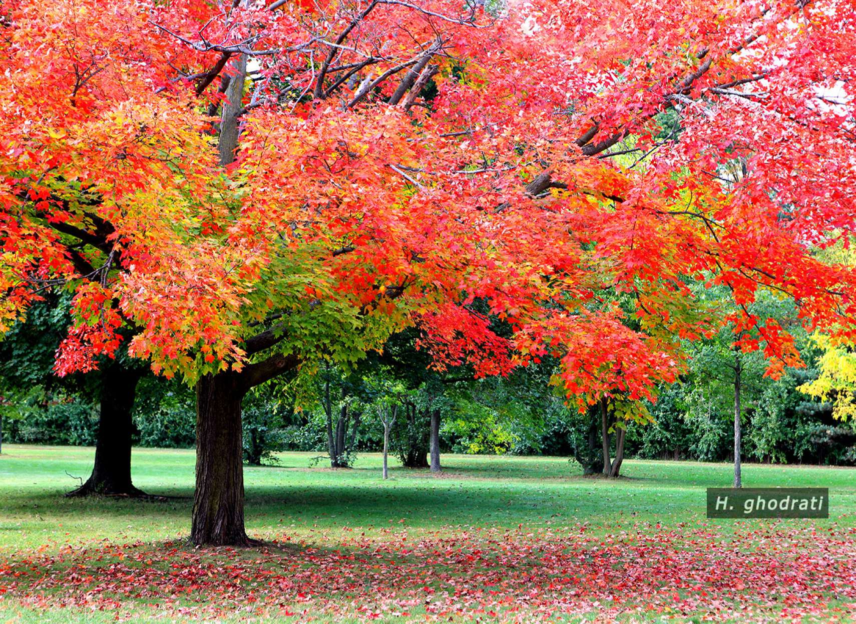 ریزش سرخ برگان