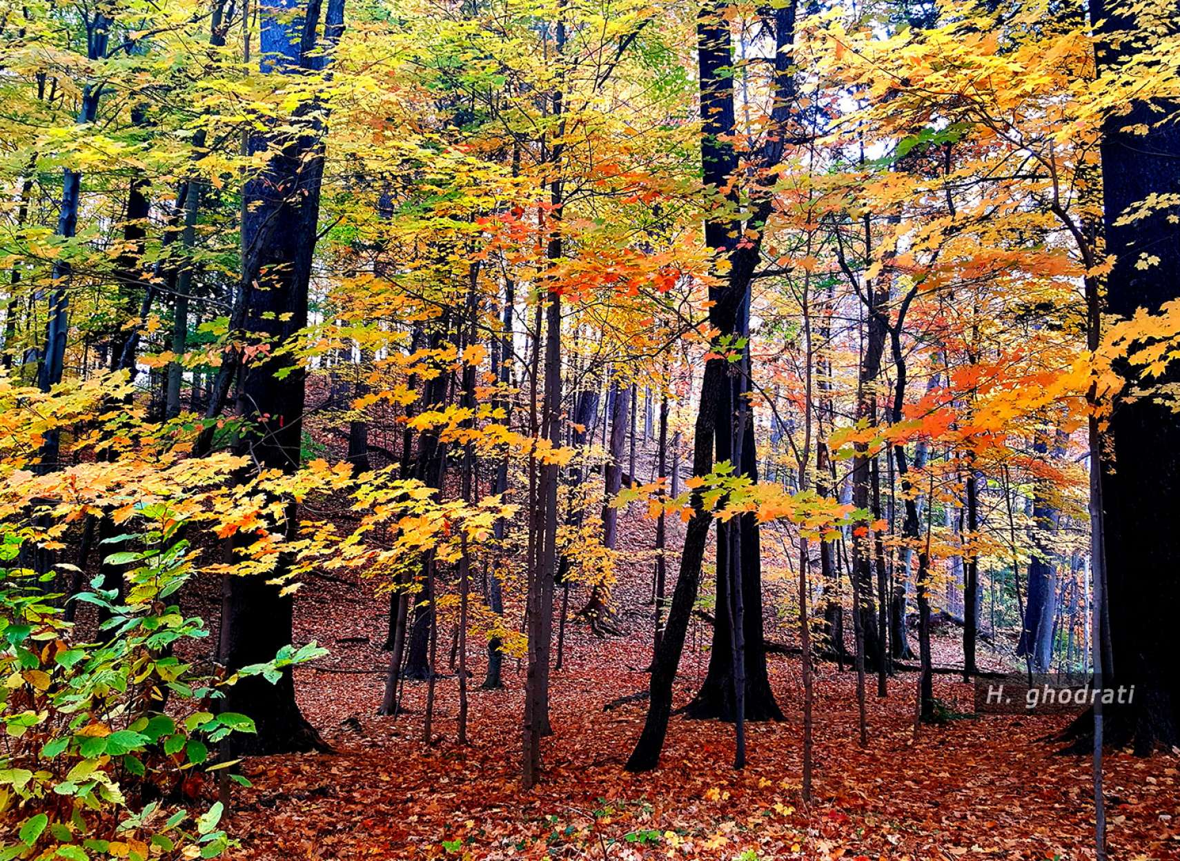 جنگل فرش برگ شده