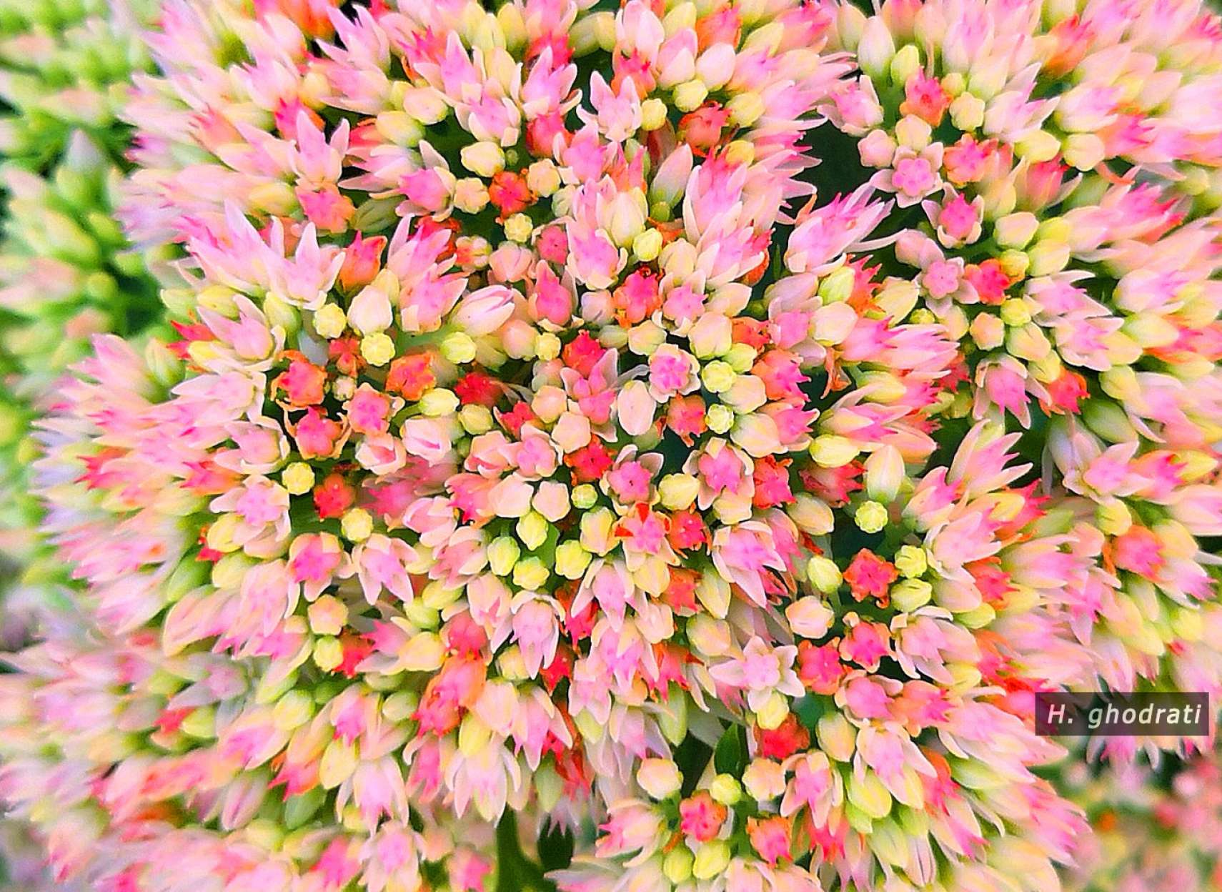 لبریز از گُل