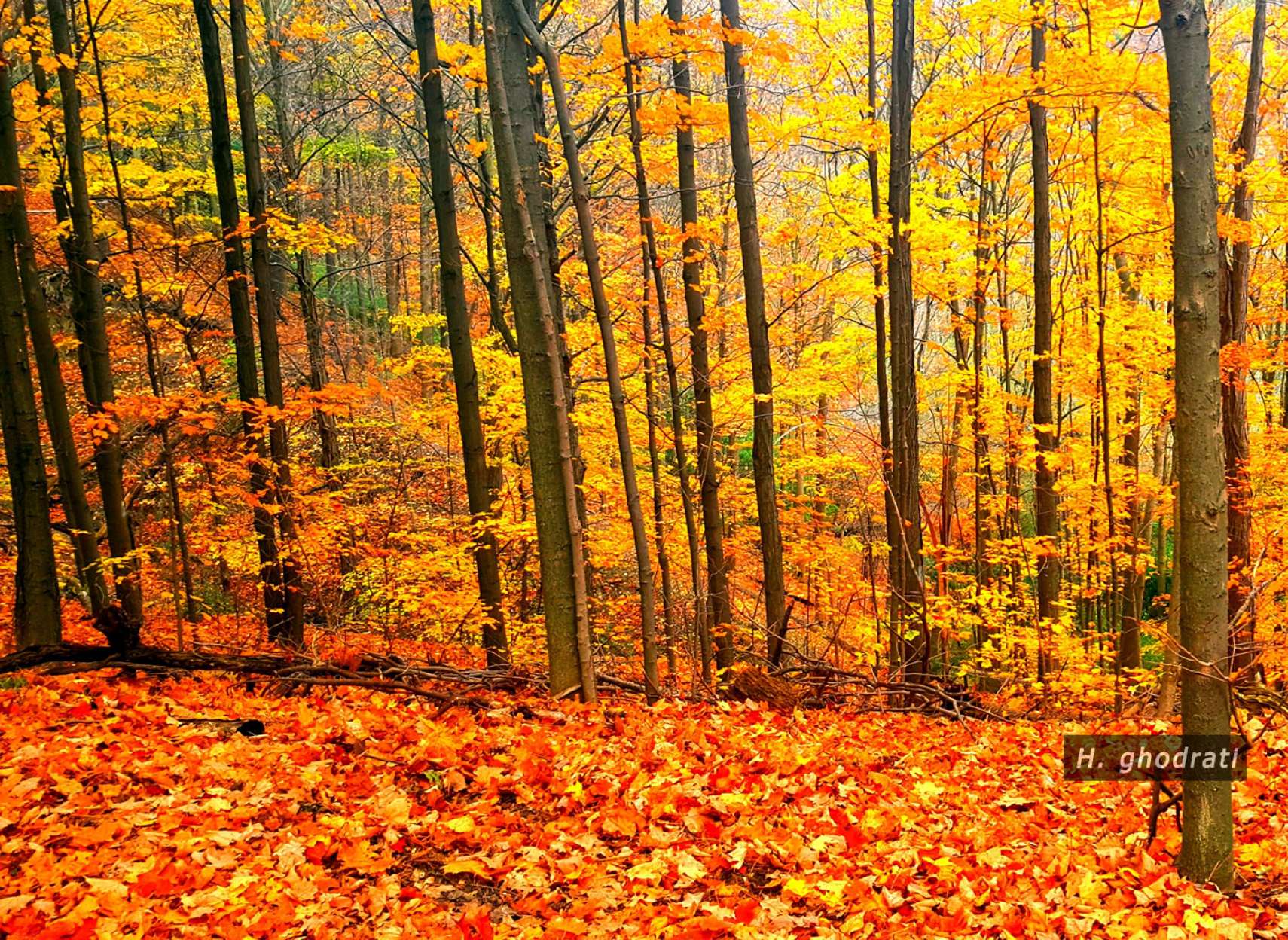 پُر از برگ، پیش از برف