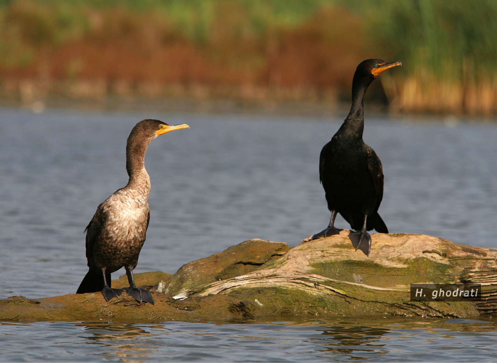 شکارچیان چشم سبز