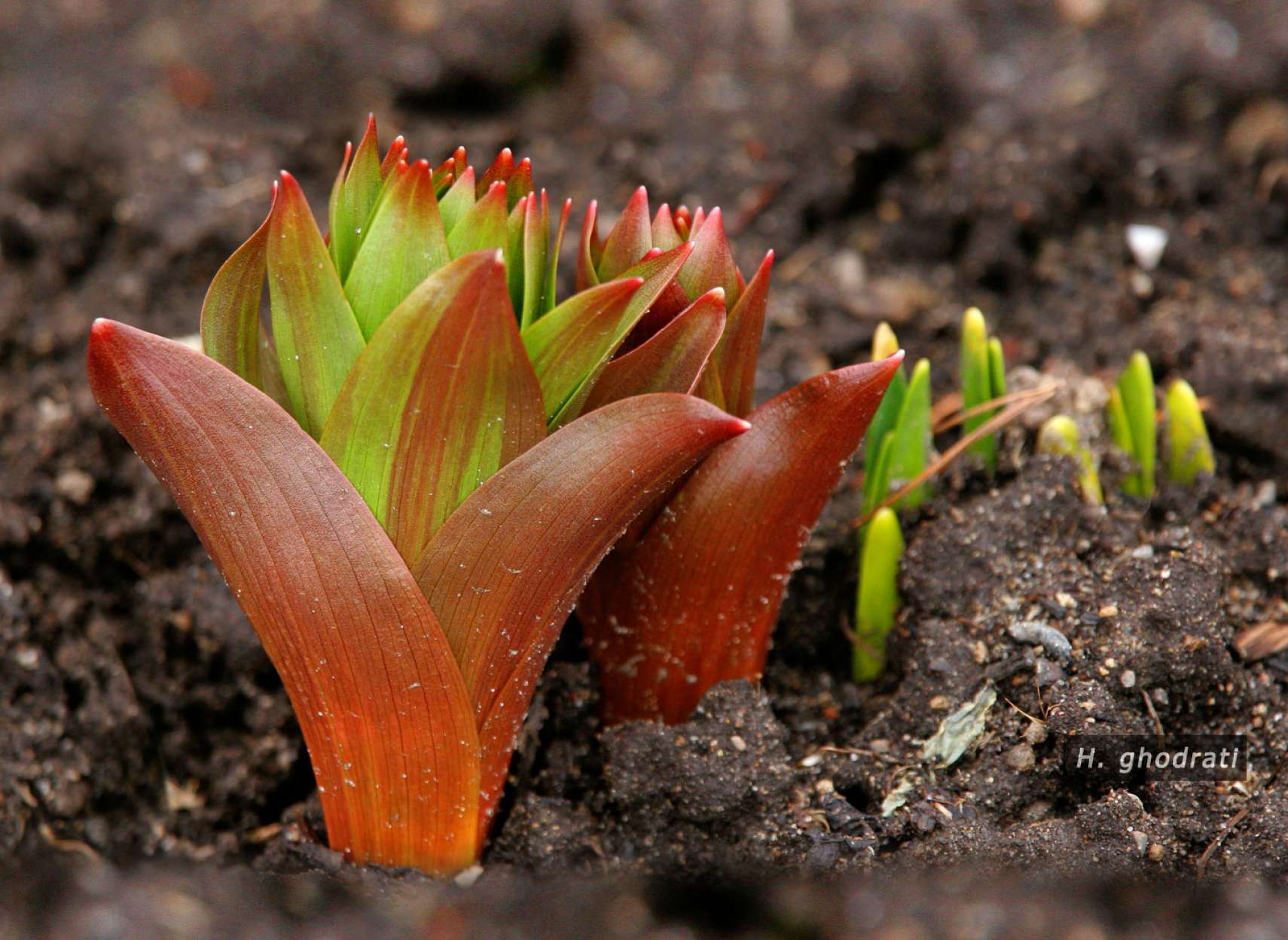 رستن از خاک