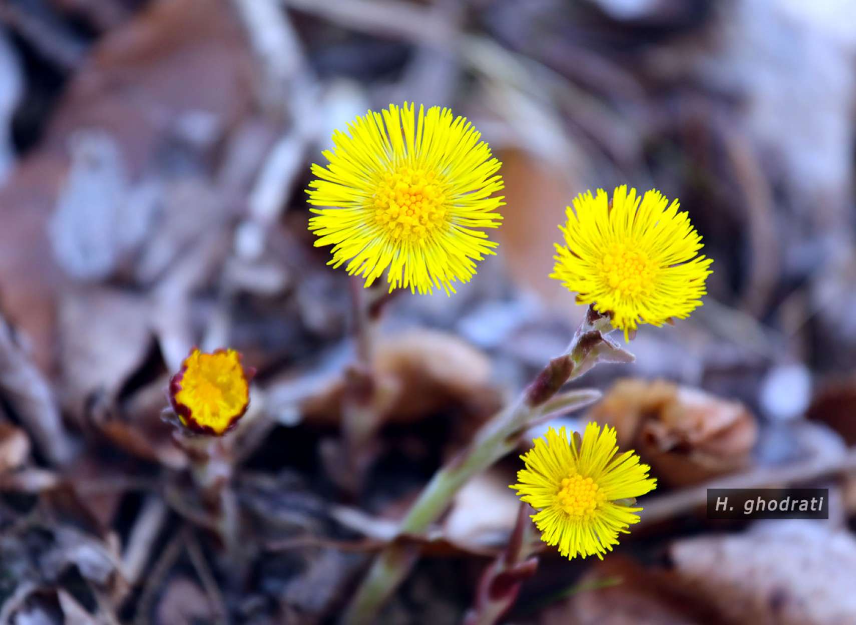 رسته ز میان پژمرده برگ‌ها