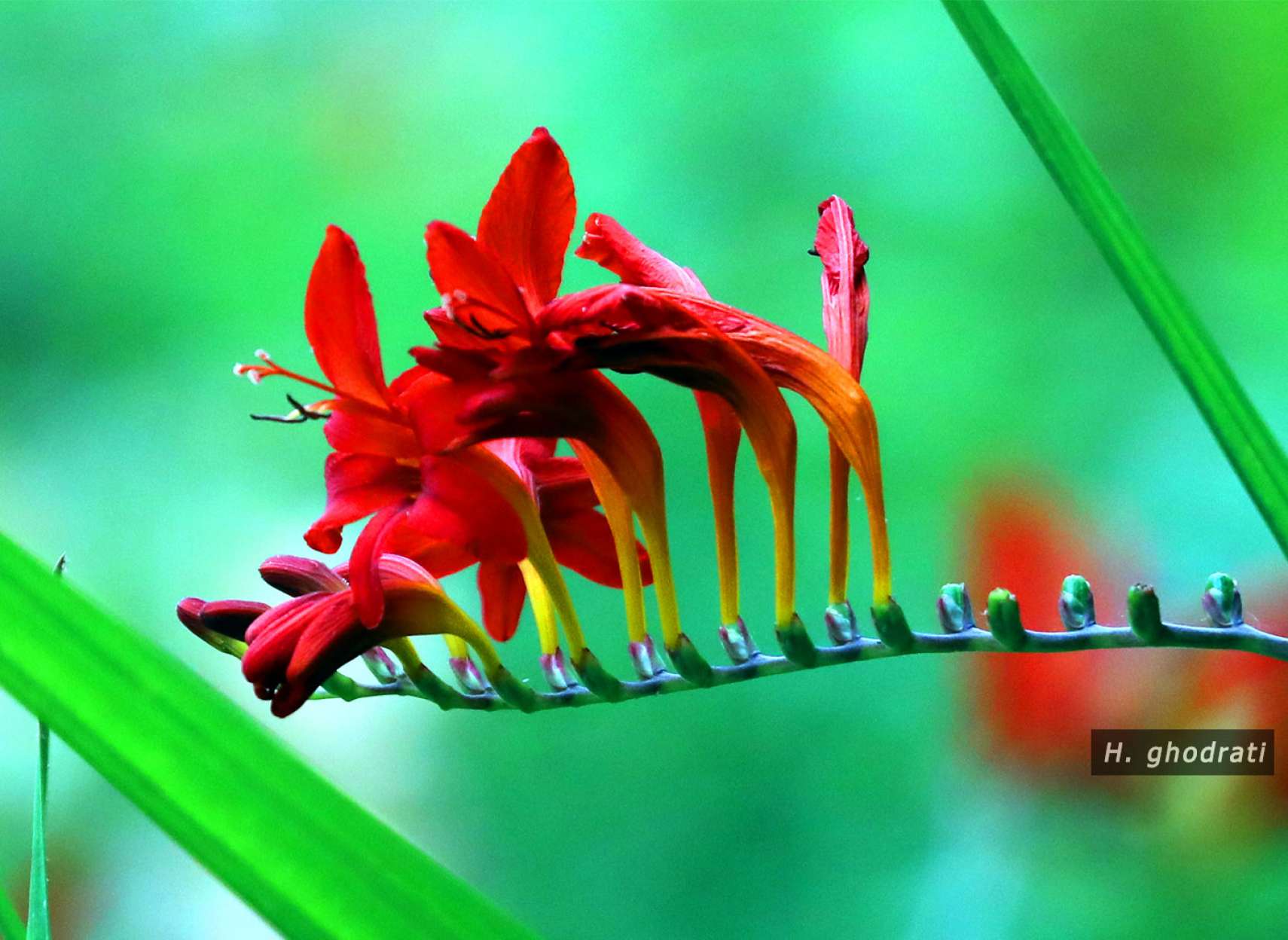 نیم غنچه نیم گل