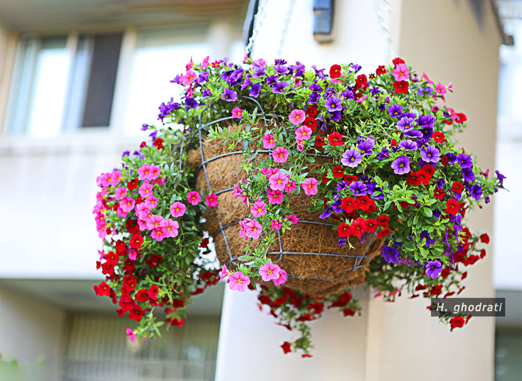 گلدان آویخته