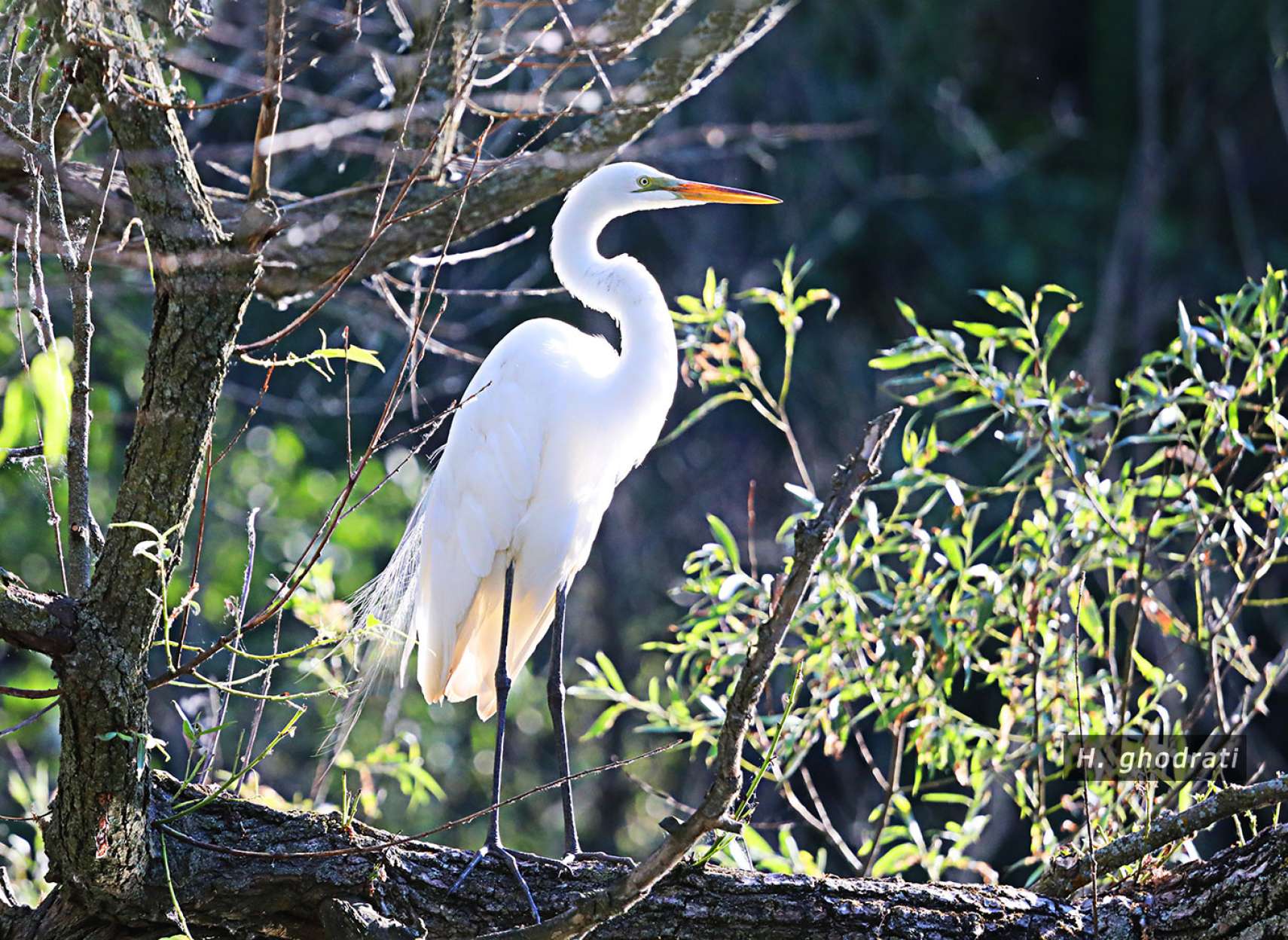 مخفی میان شاخسار