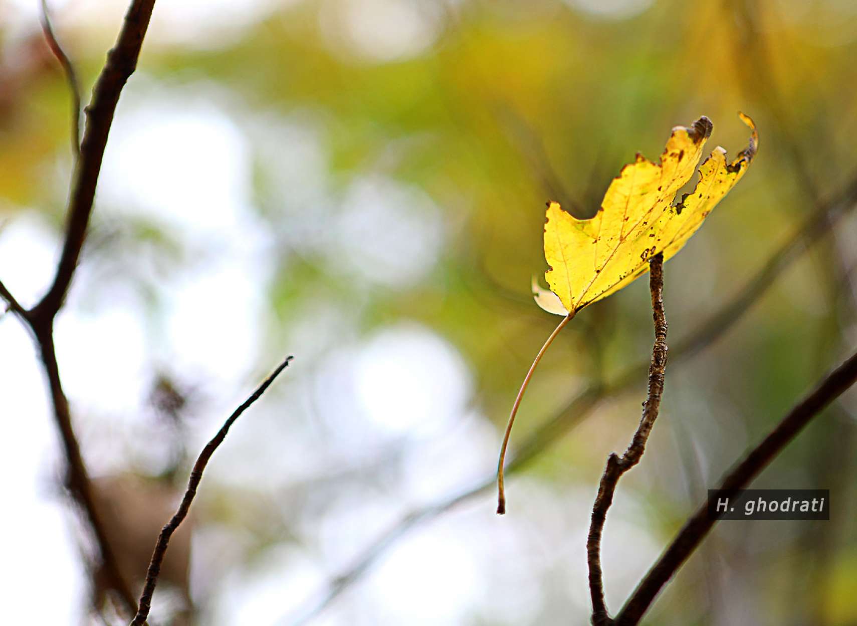 گیر کرده نوک شاخه