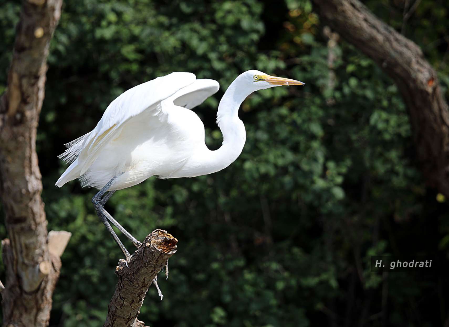 به قصد پرواز