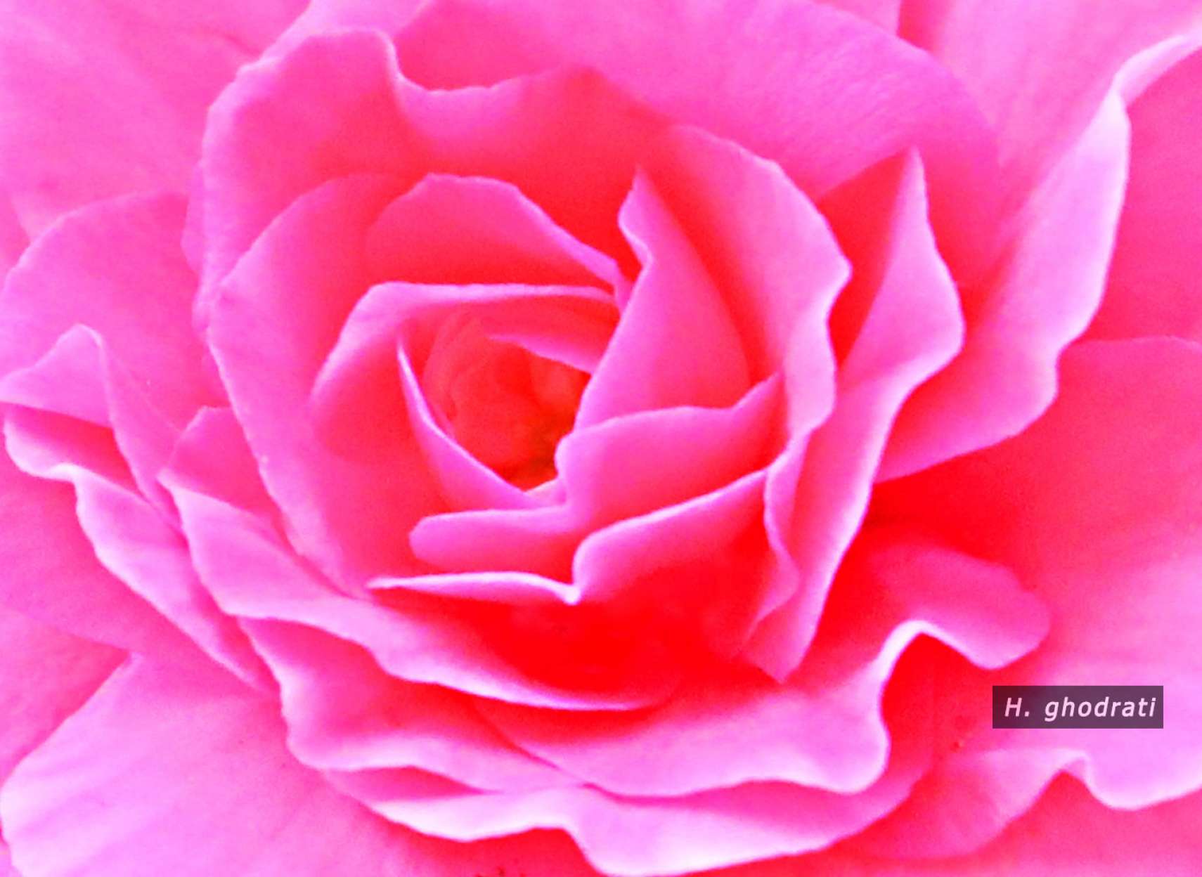 صورتی صورتی