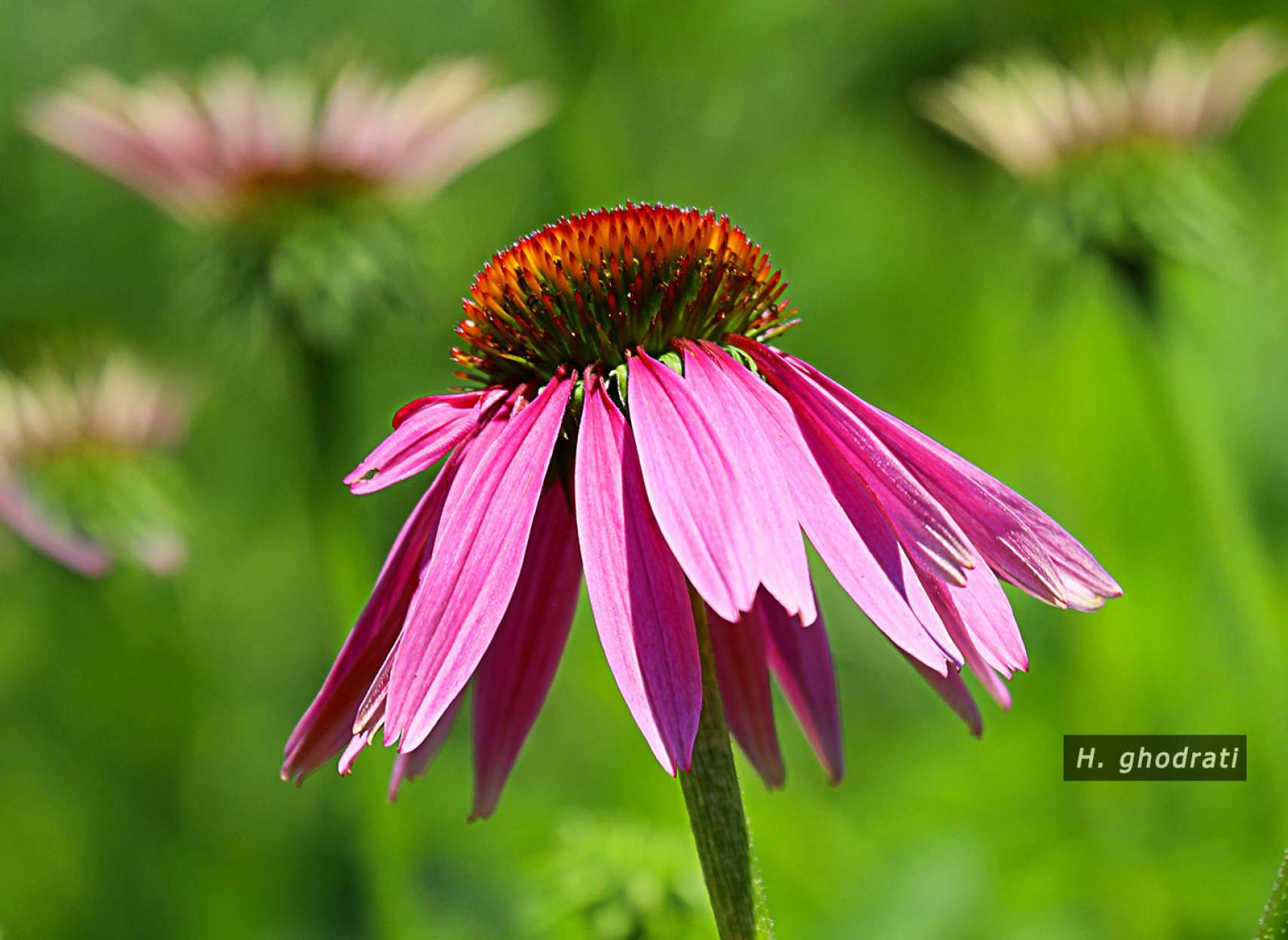 شیرجه به سوی آسمان