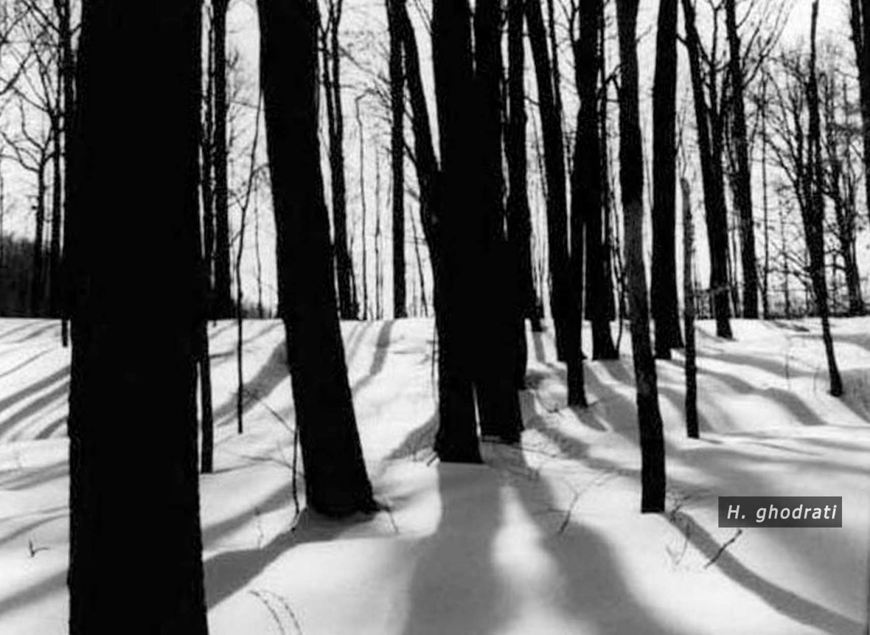 جنگل، برف، آفتاب، سایه