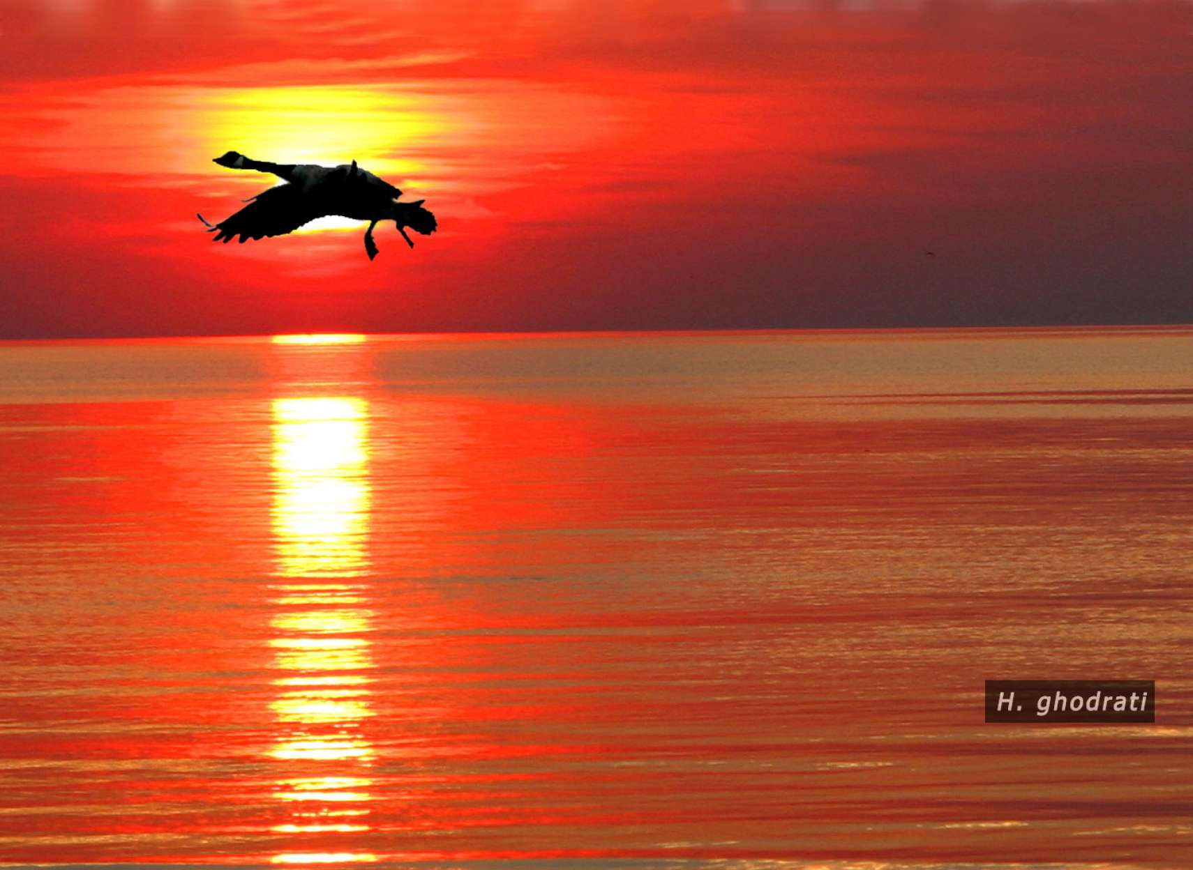  آخرین پرواز؛ به احترام درگذشت خلبان امیر کسروی