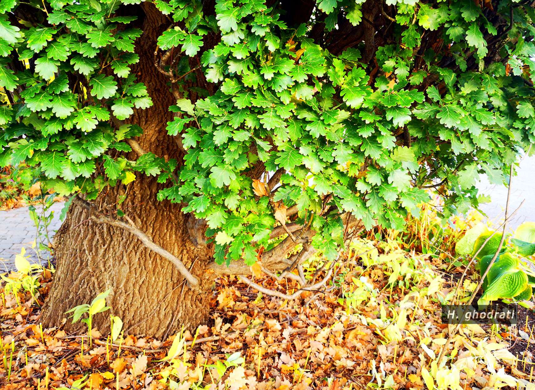 بالا برگ، پایین برگ