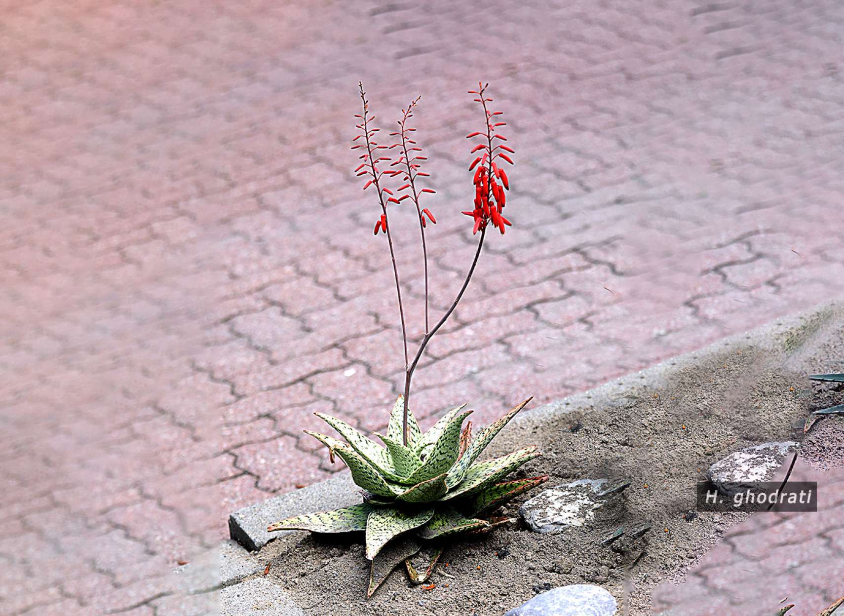 زیبا گلی طبقه طبقه