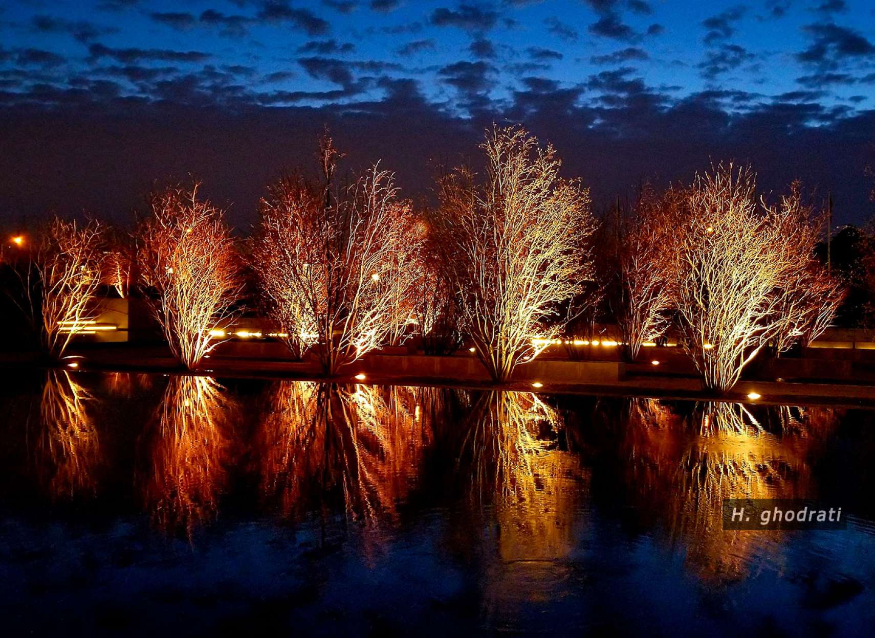 غروب و نور بر درختان