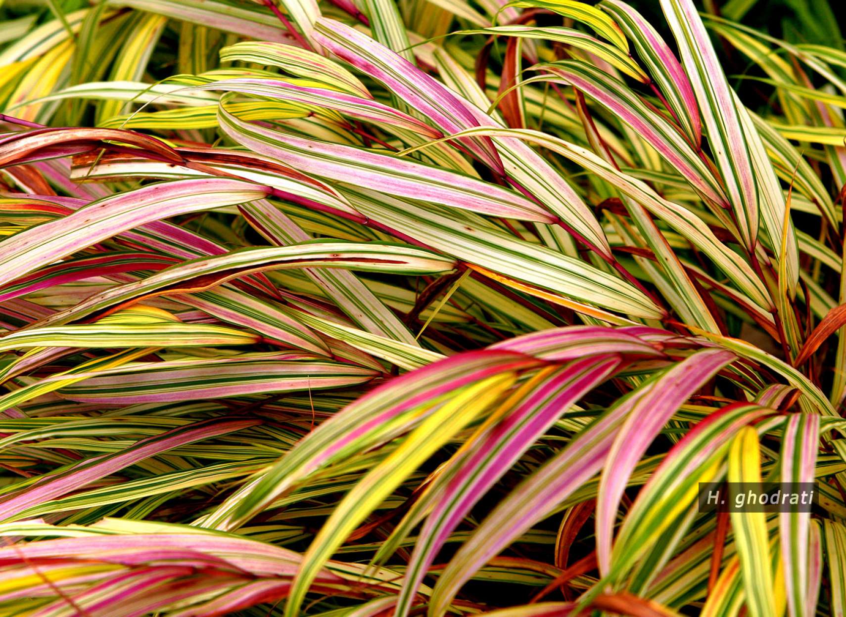 برگ‌هایی خط‌خطی