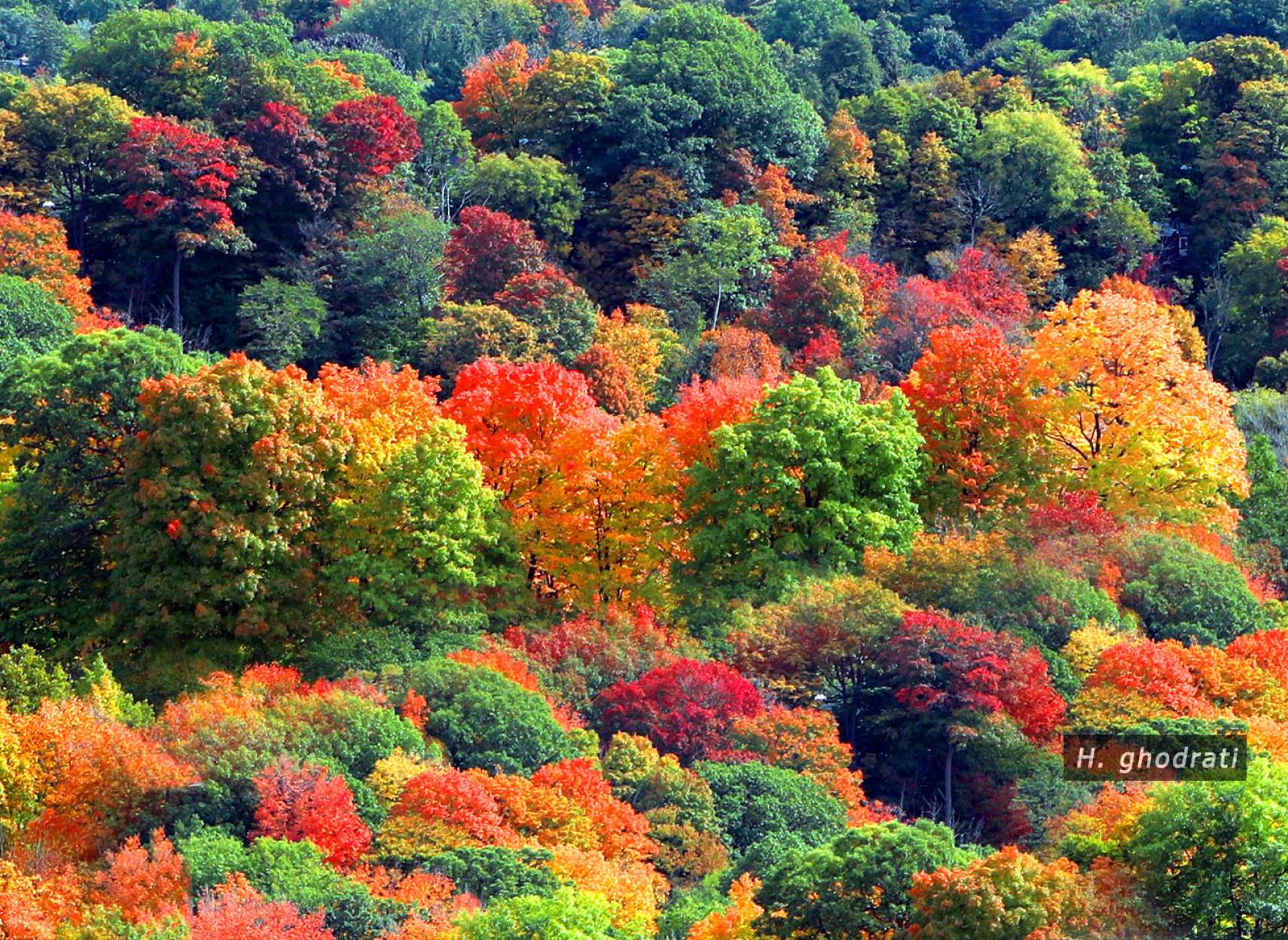 انبوهی از پائیز