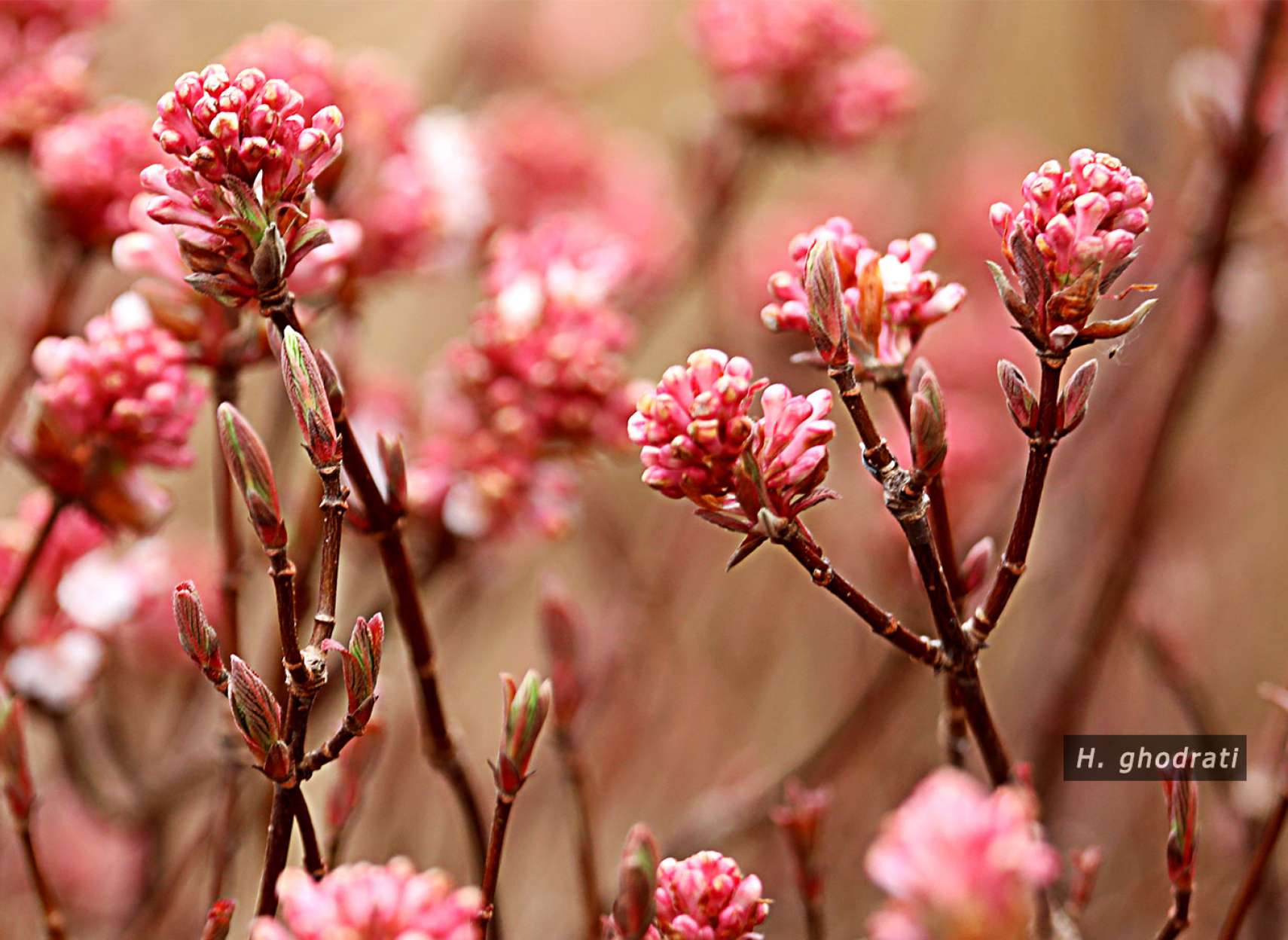 همه لاکی رنگ