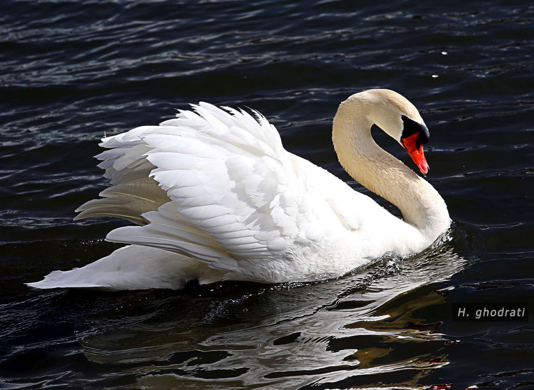 زیباتر از قو