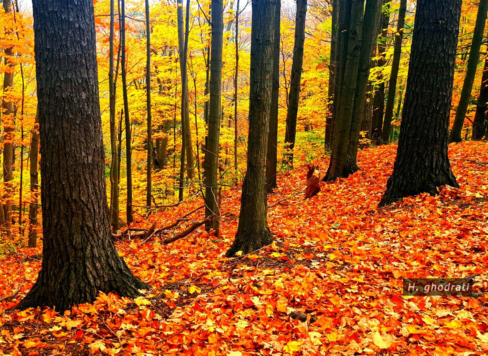 پائیزتر از همیشه