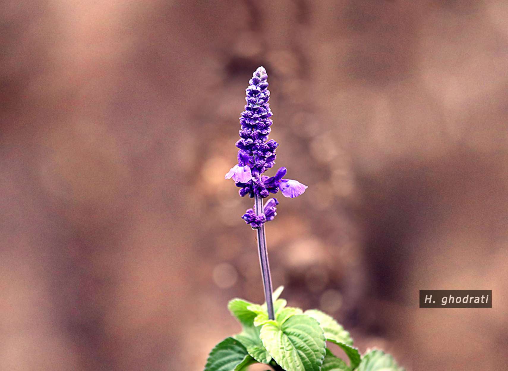 ماسکاری بنفش