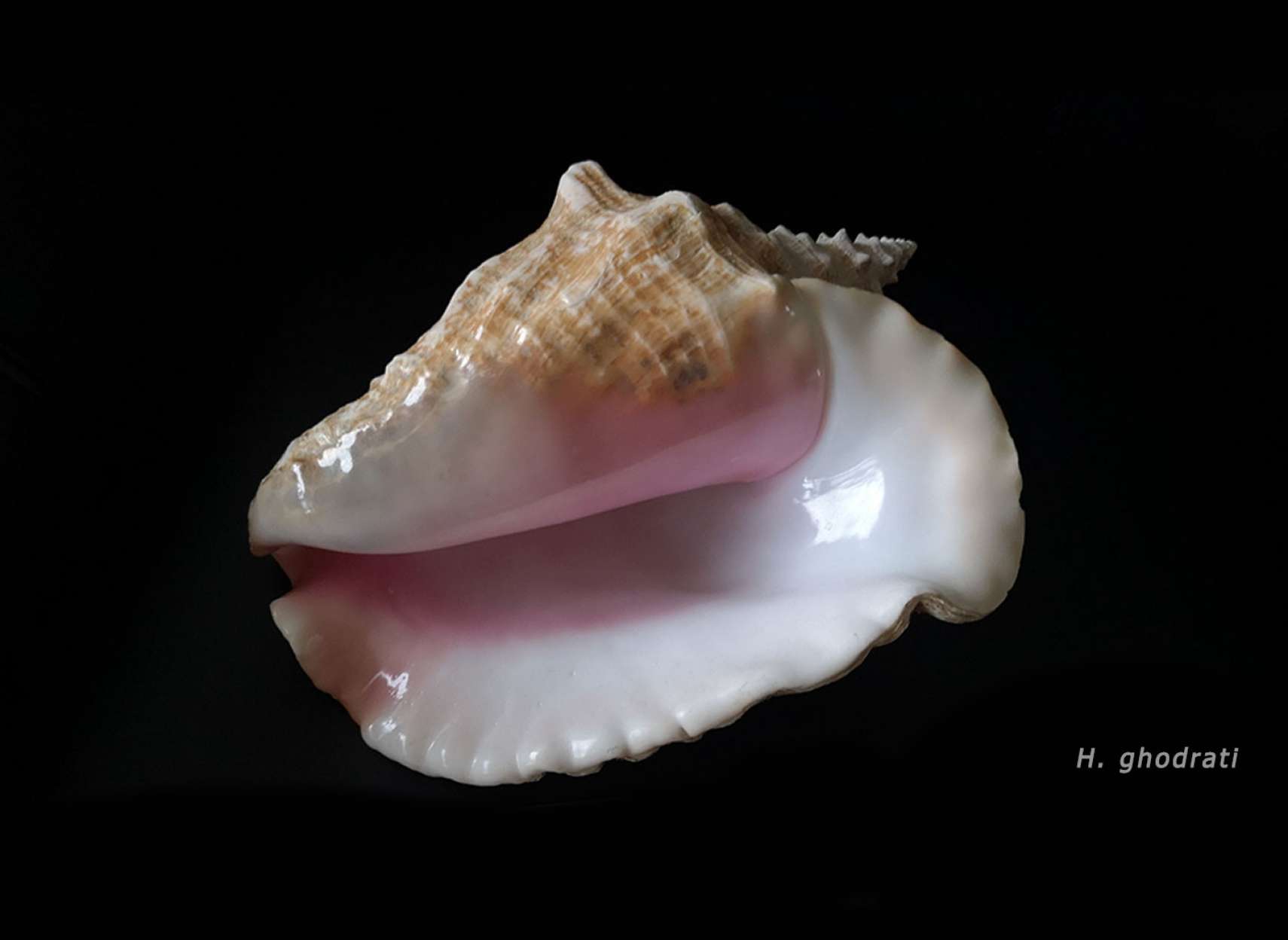 گوش ماهی سه رنگ