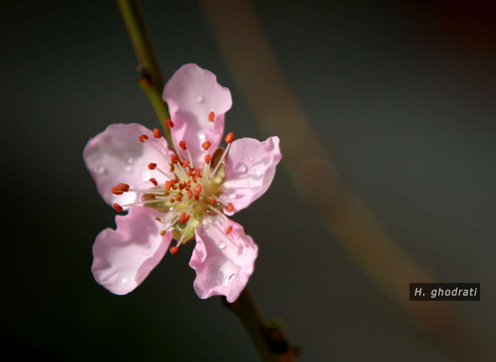 ریزگل صورتی بهاری