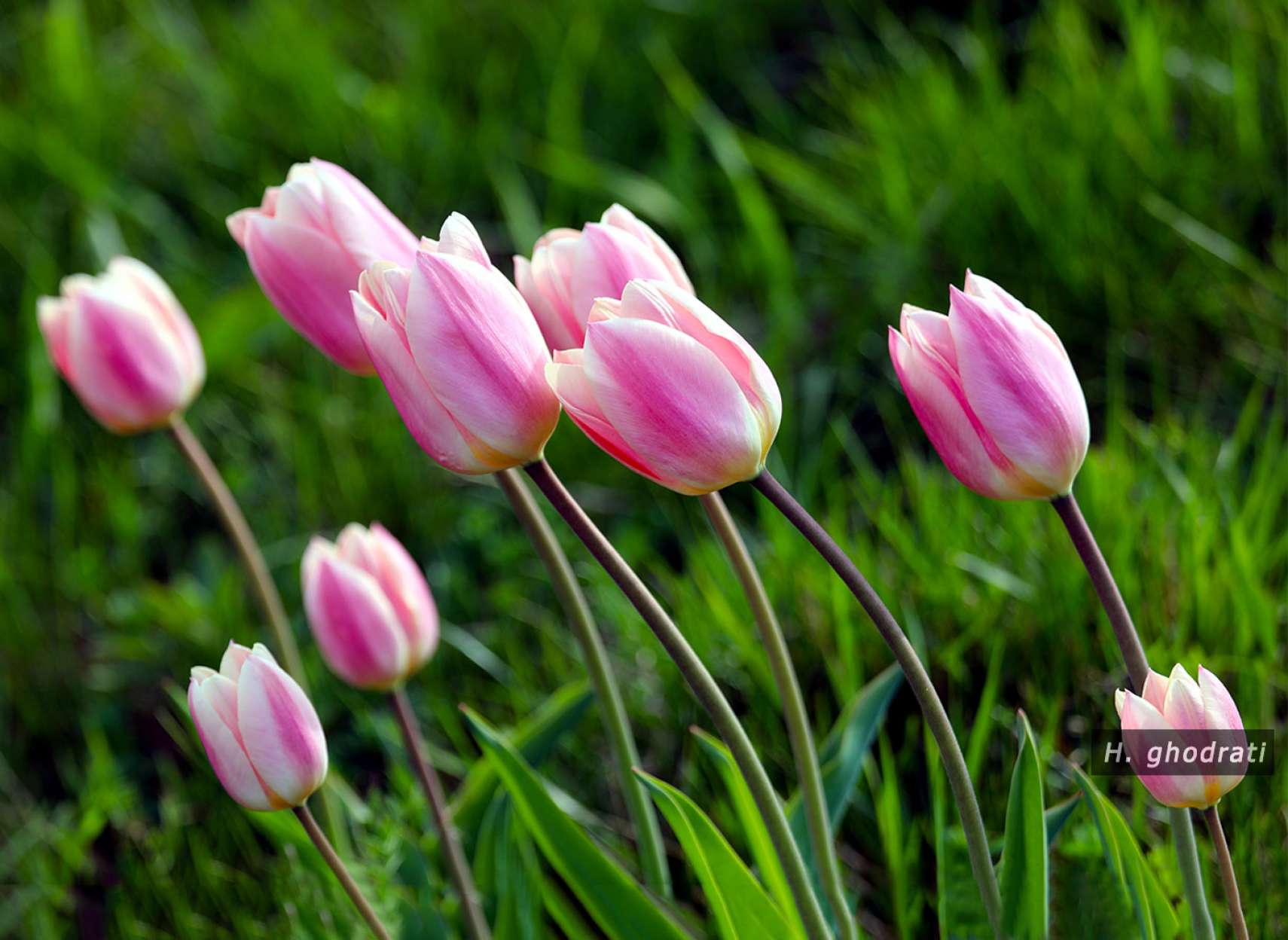 فصلی برای لاله‌های صورتی