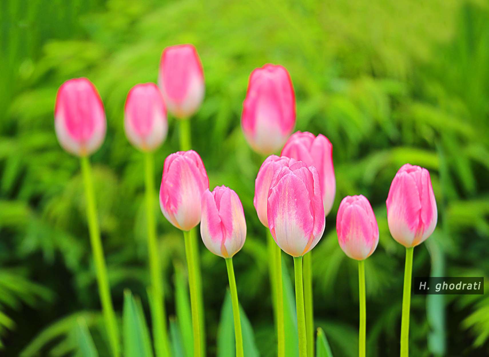 آرامتر از صورتی