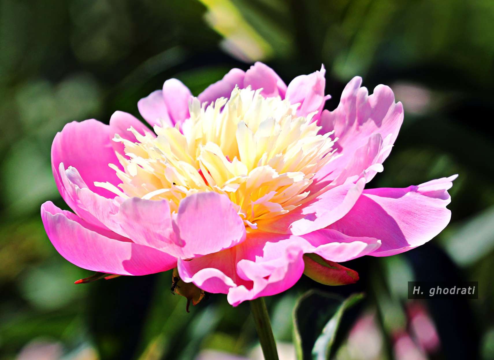 صورتی به زرد