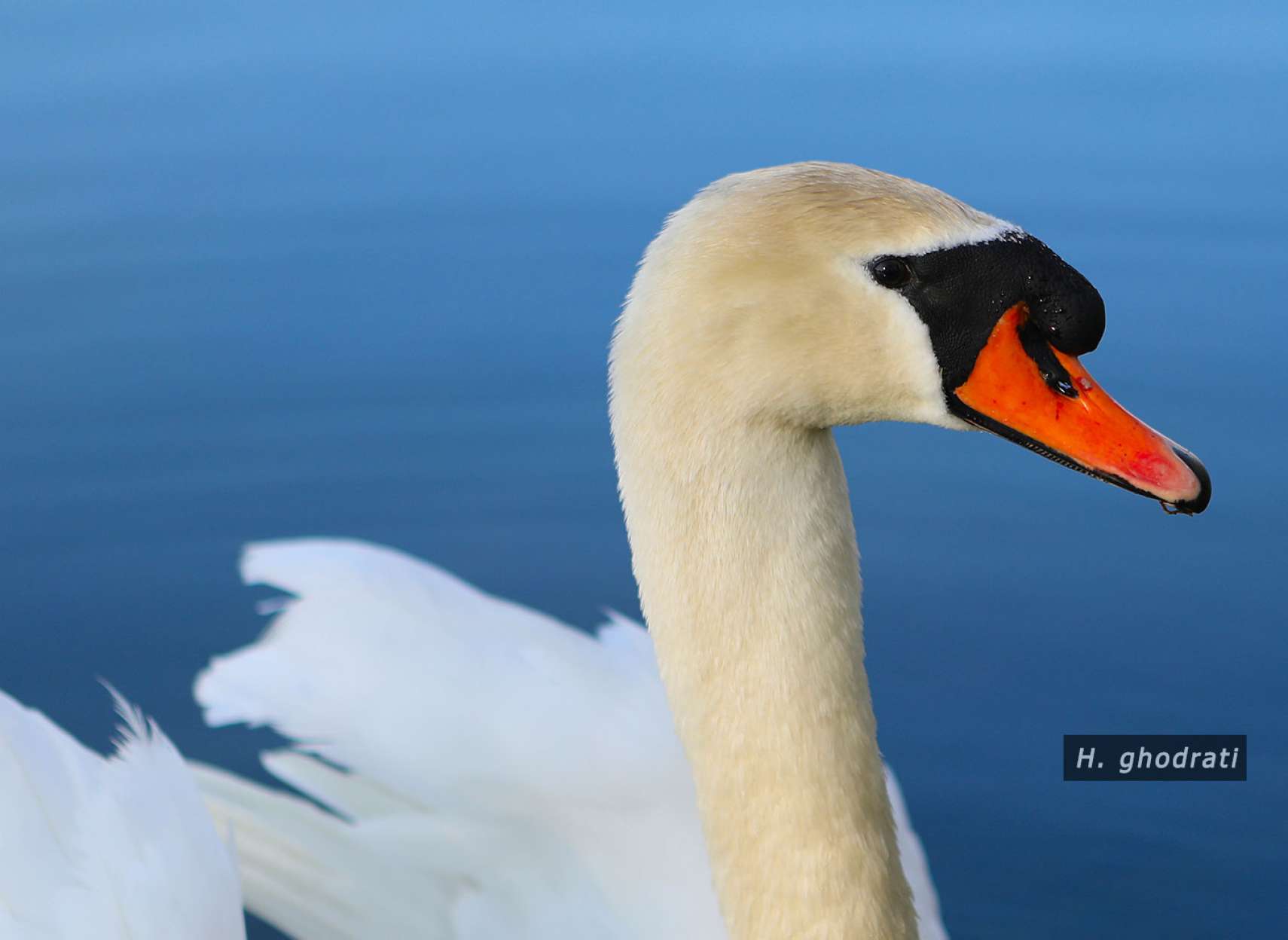 قوی نوک قرمز