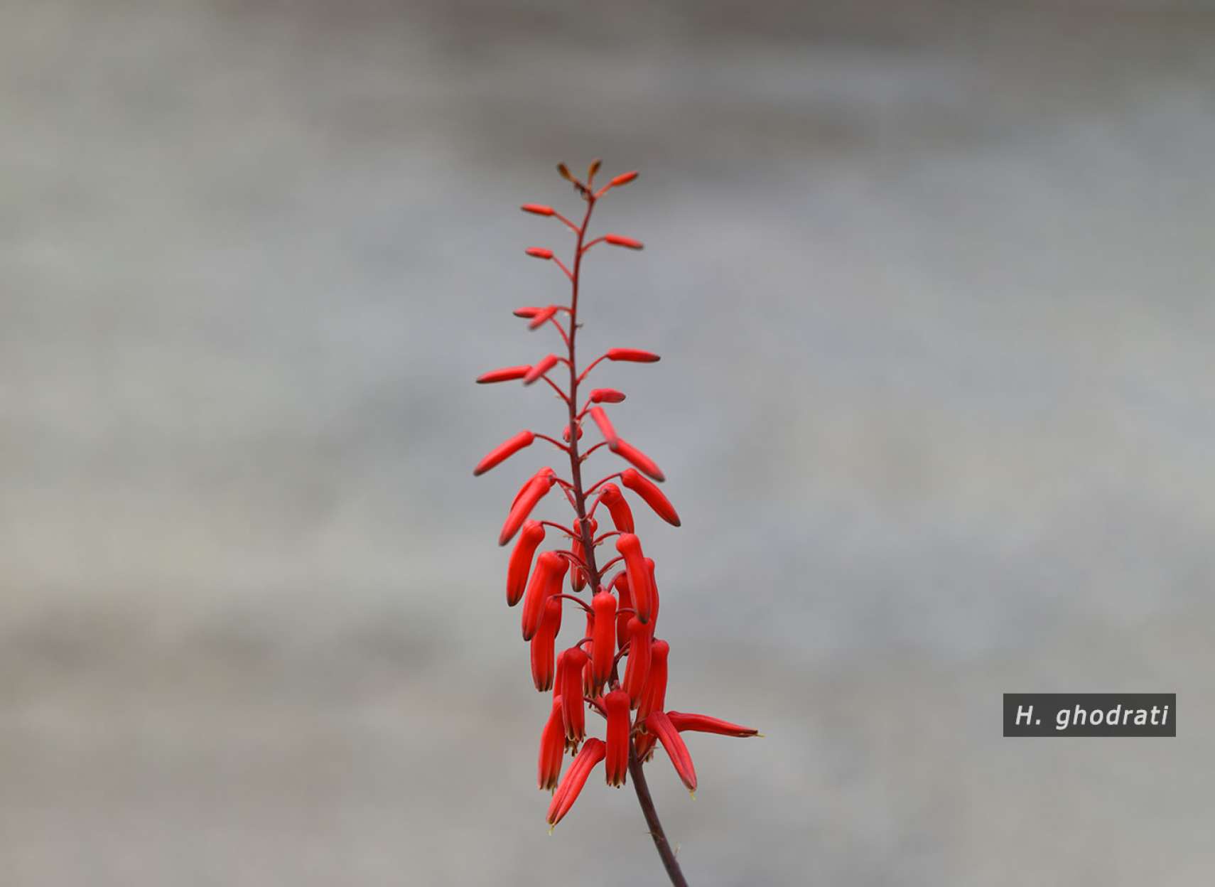 غنچه گل سرخ