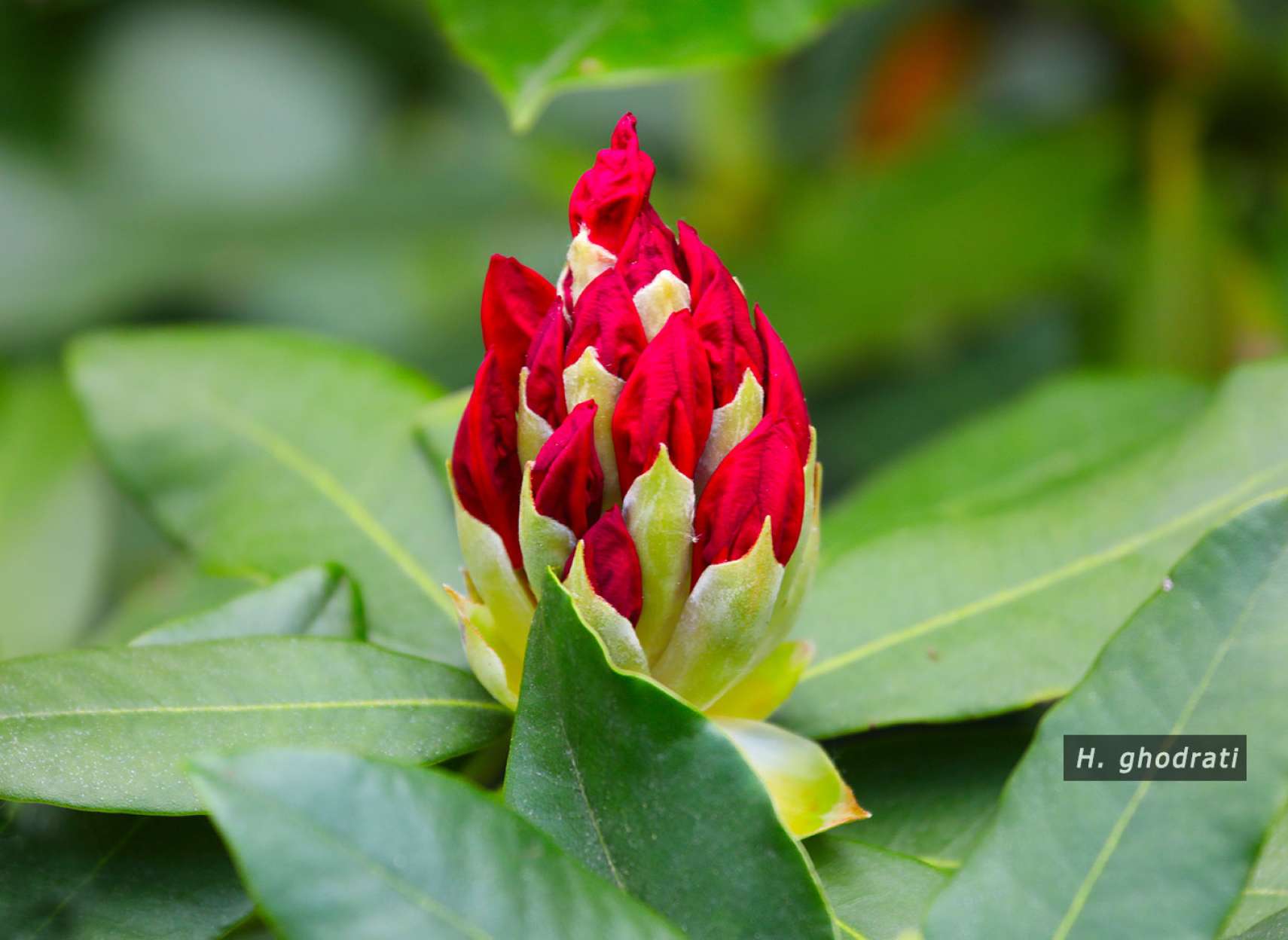 گل قرمز مخروطی