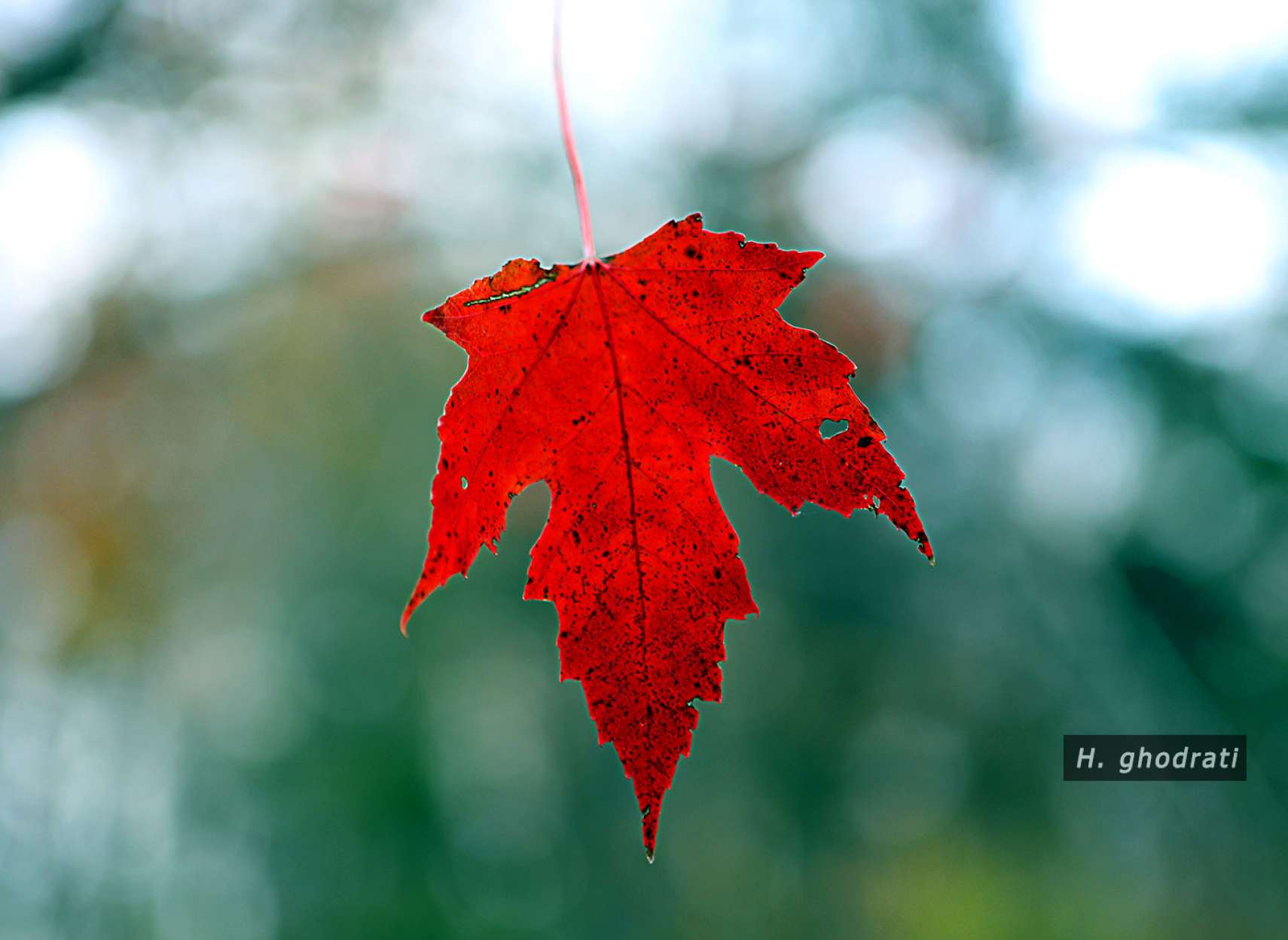 سقوط سرخ‌برگ