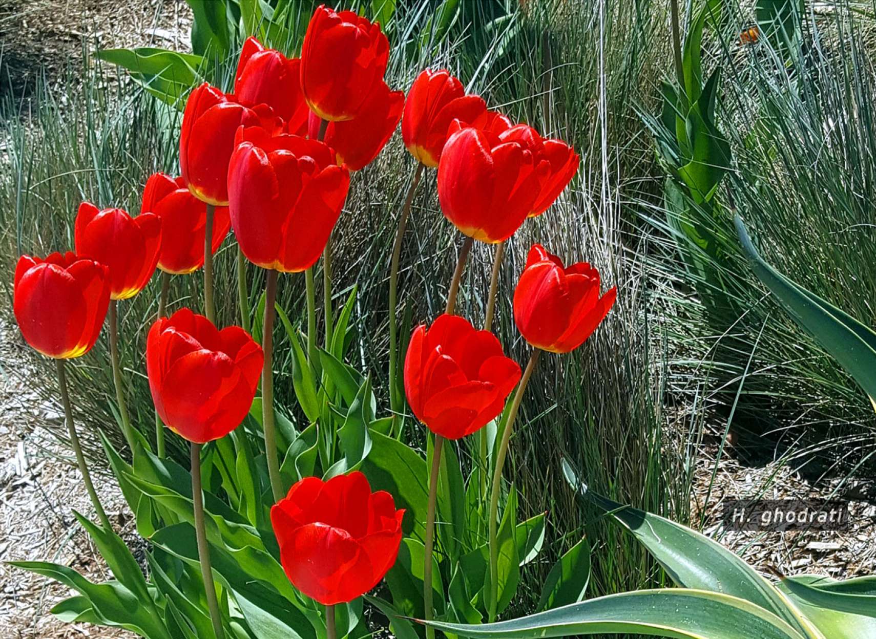 لاله‌های سرخ وحشی