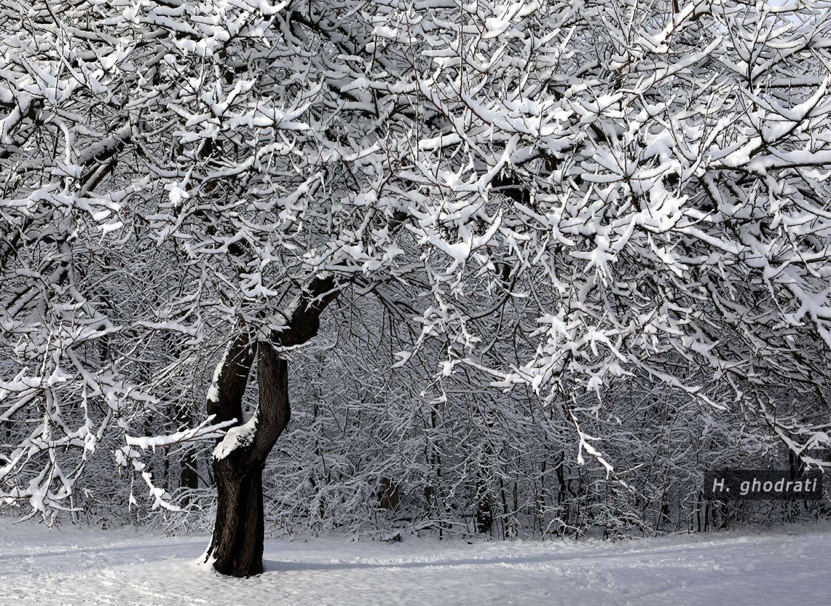 نشسته در برف