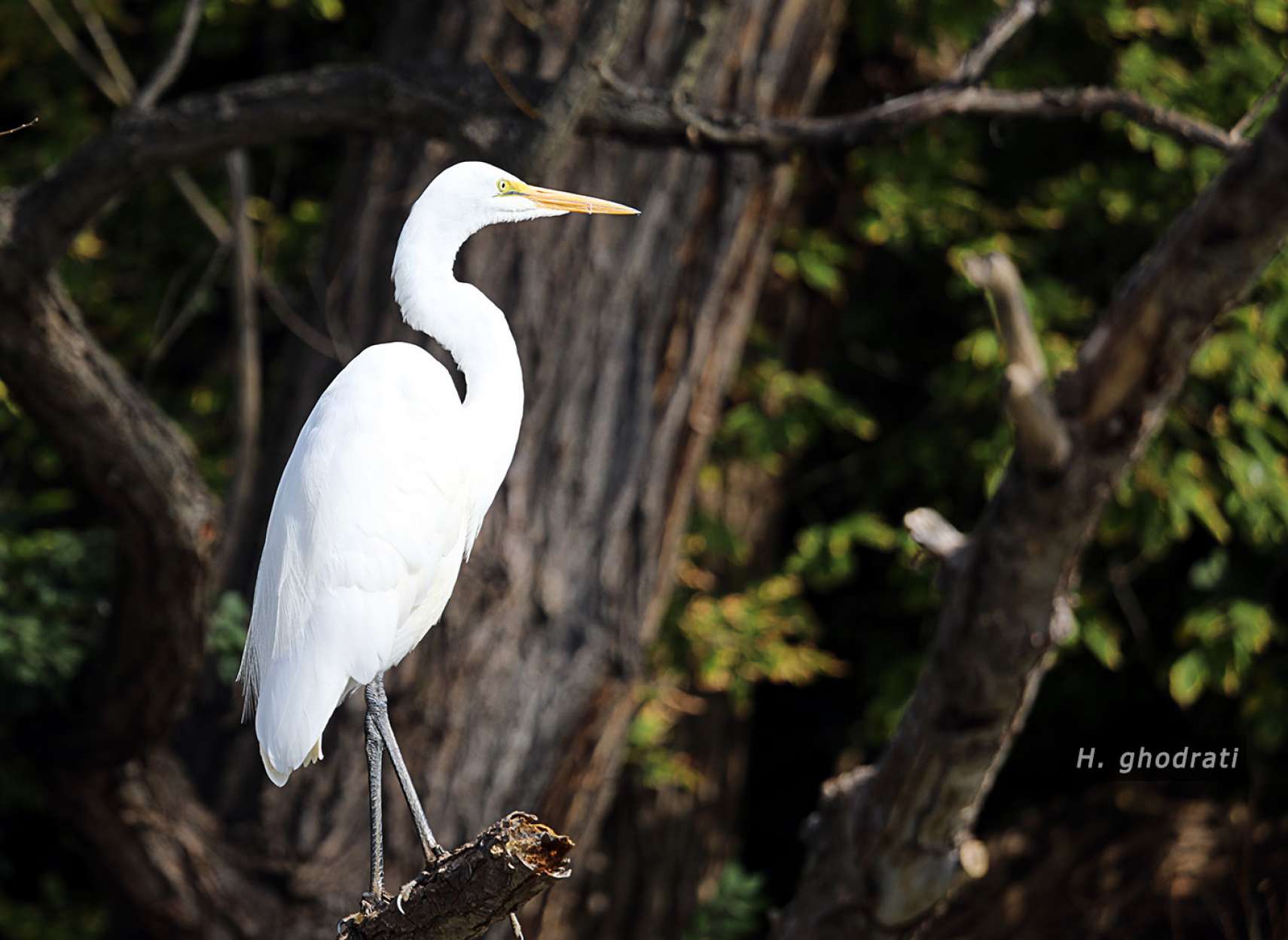 سفیدی نشسته بر شاخه