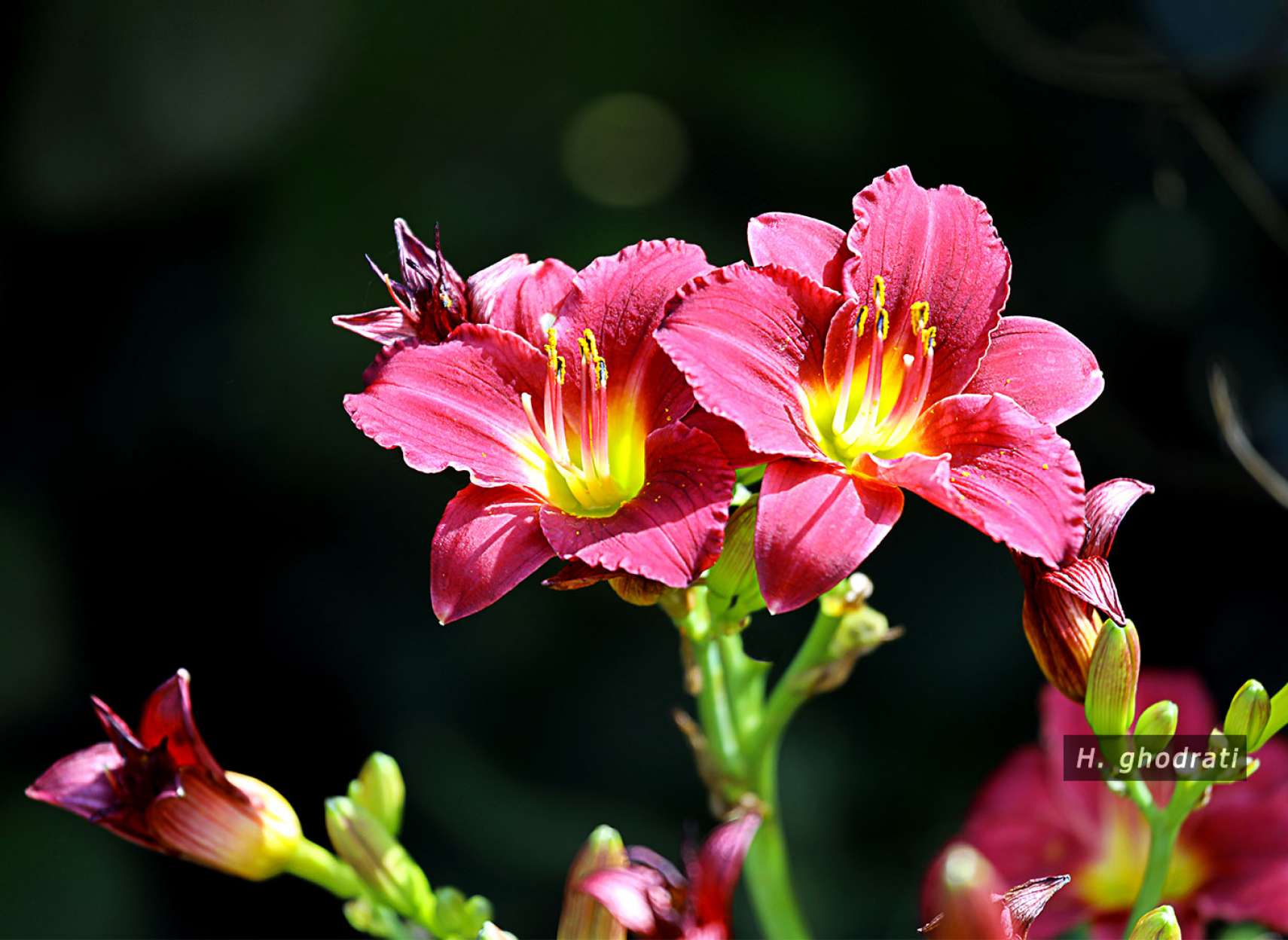 شاخه گل پُر رنگ