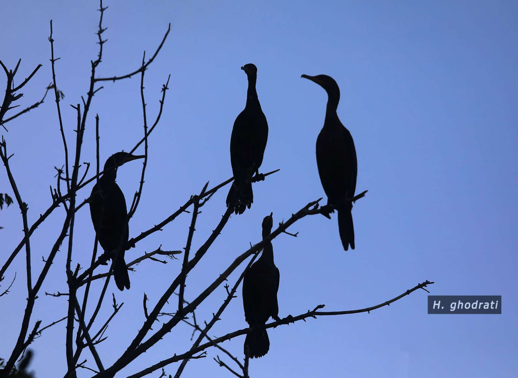 منتظران بر شاخه