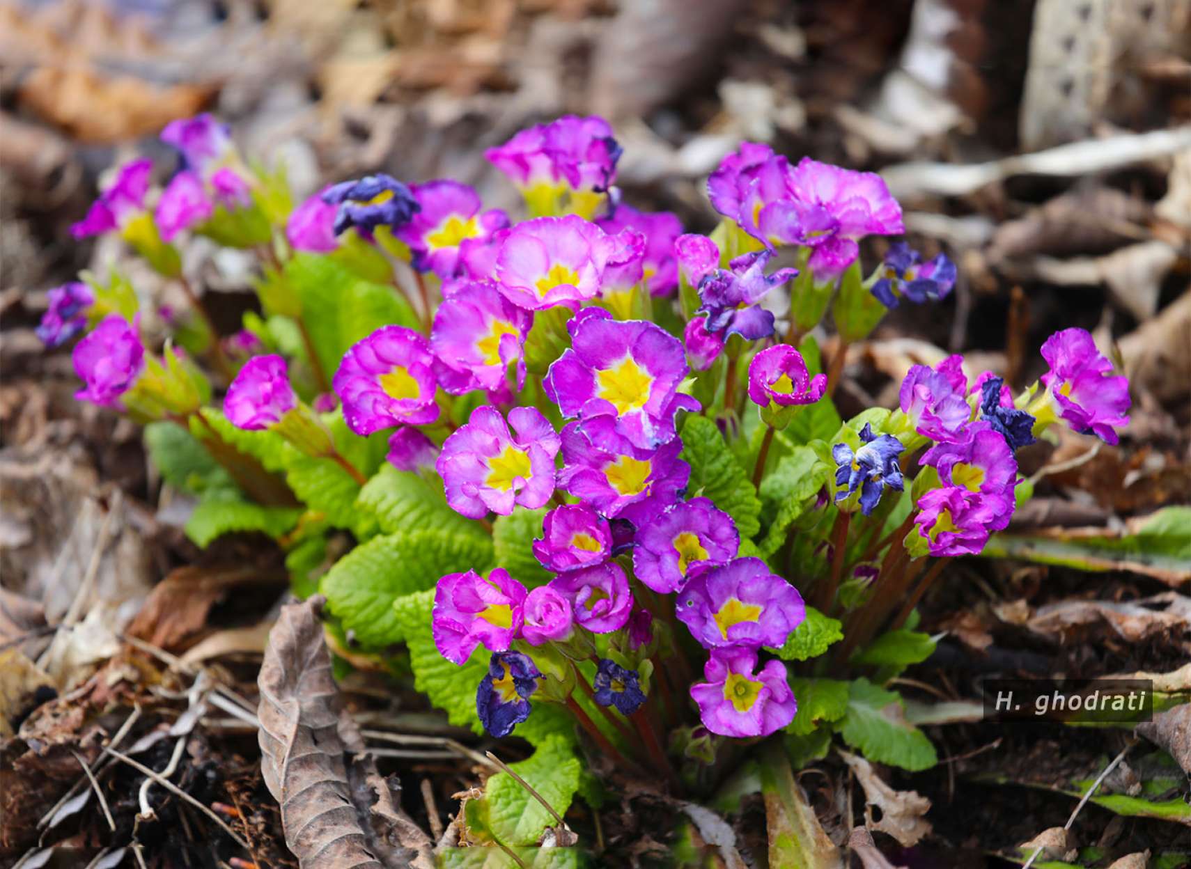 ریز گلان بهاری