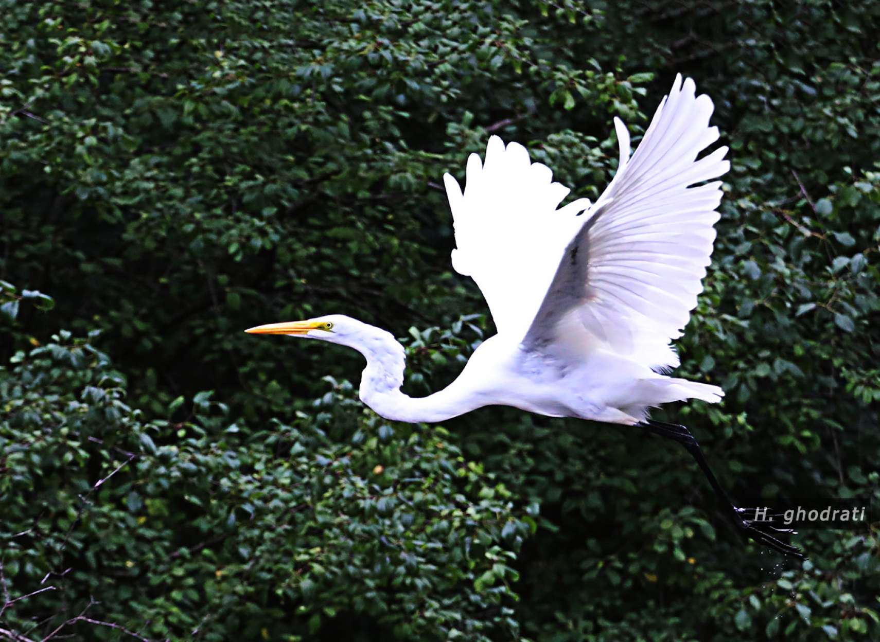 حواصیل یا پیشتازان فضا