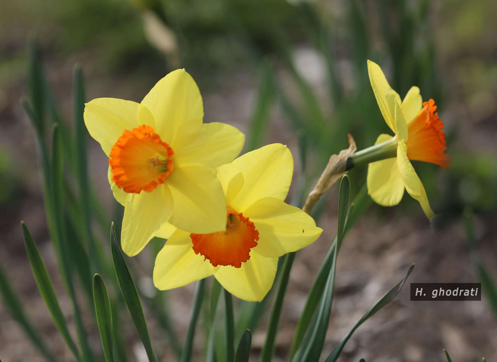 سه زرد و نارنجی